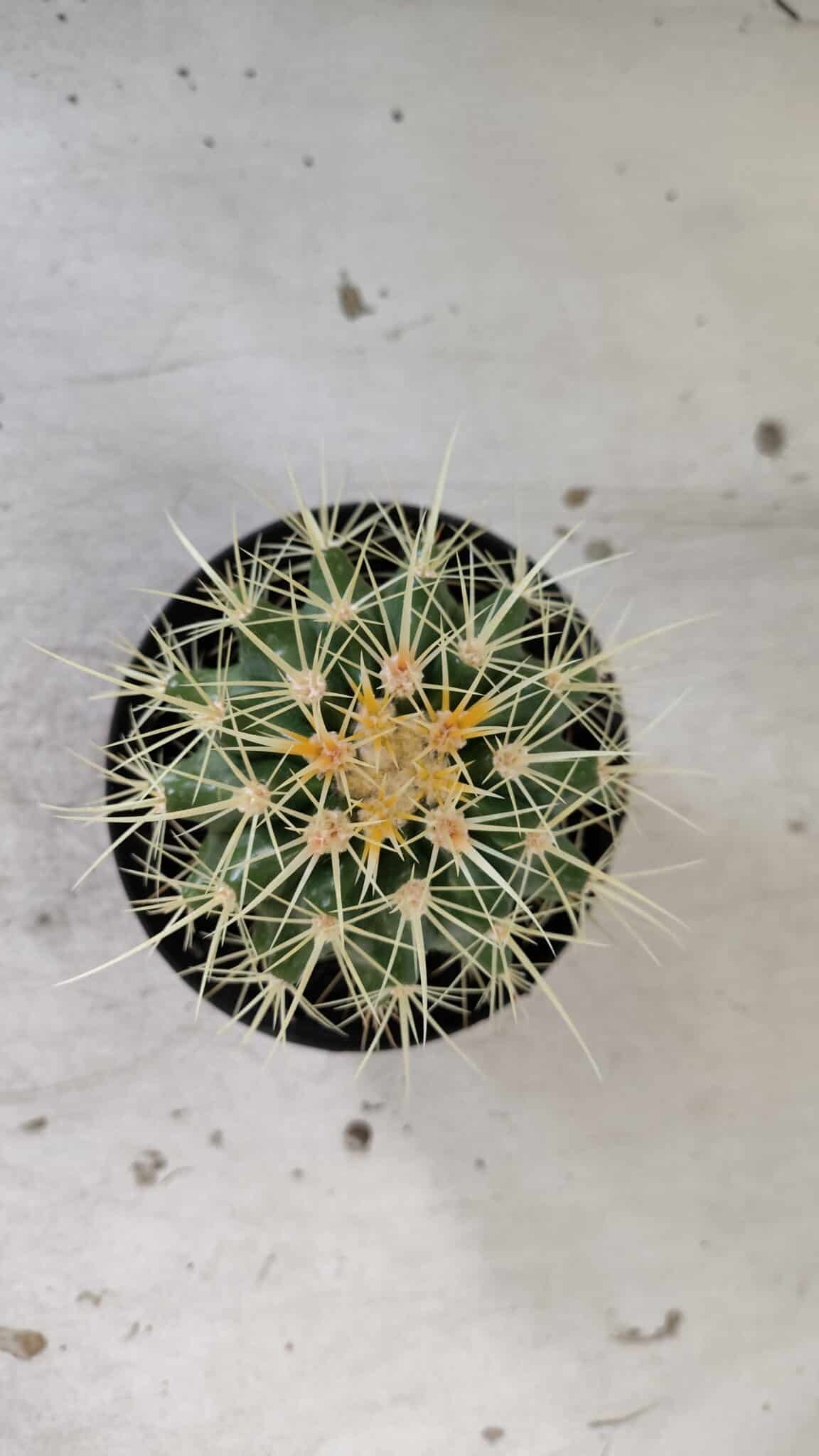 Echinocactus Grusonii "Poltrona de Sogra"  Nº 02 - vaso 11