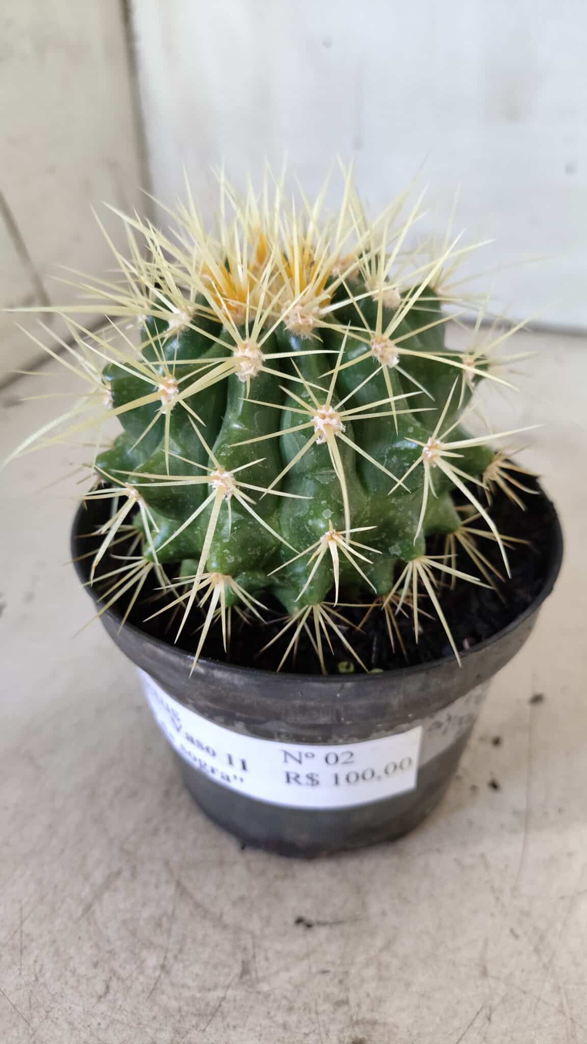 Echinocactus Grusonii "Poltrona de Sogra"  Nº 02 - vaso 11
