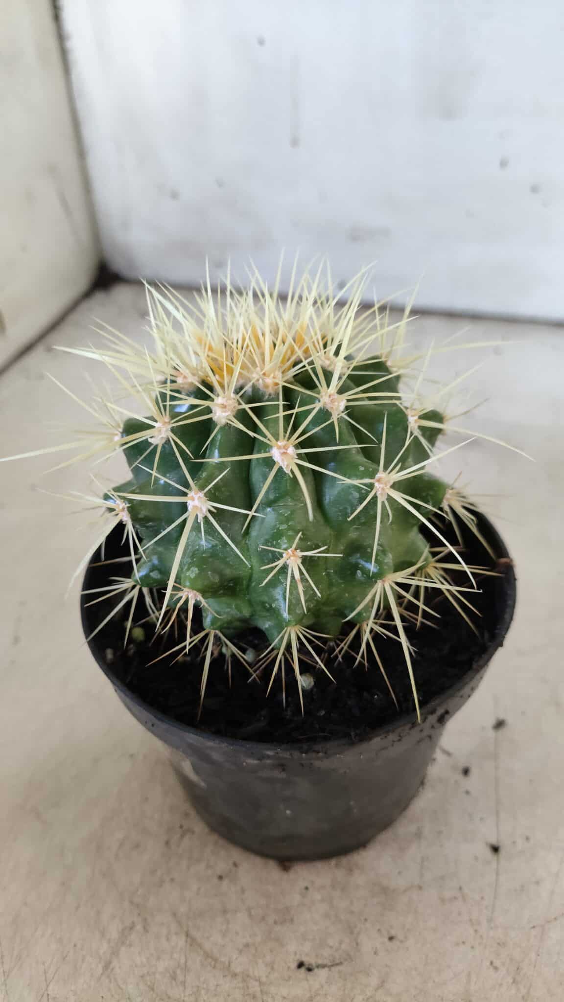 Echinocactus Grusonii "Poltrona de Sogra"  Nº 02 - vaso 11