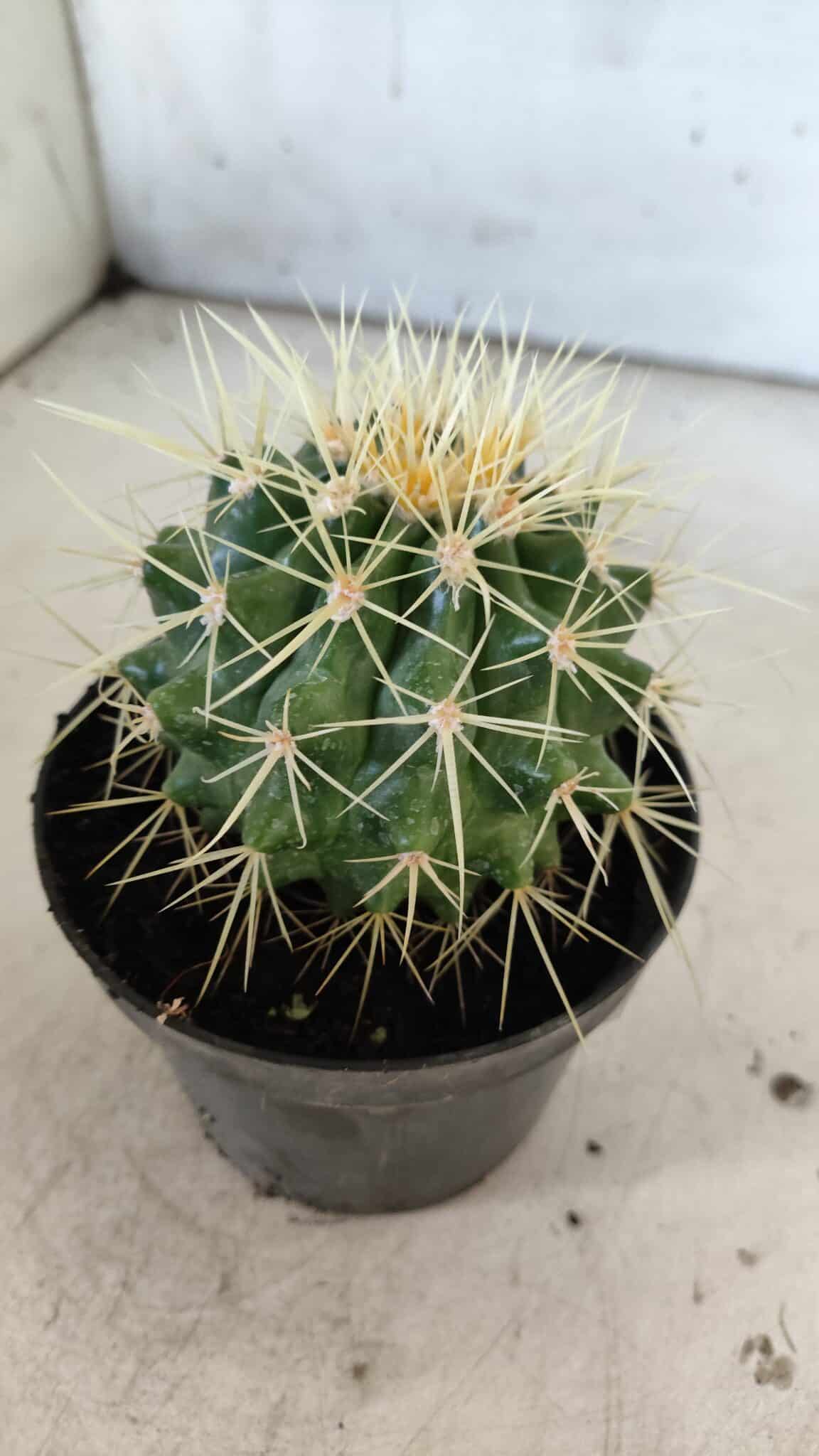 Echinocactus Grusonii "Poltrona de Sogra"  Nº 02 - vaso 11