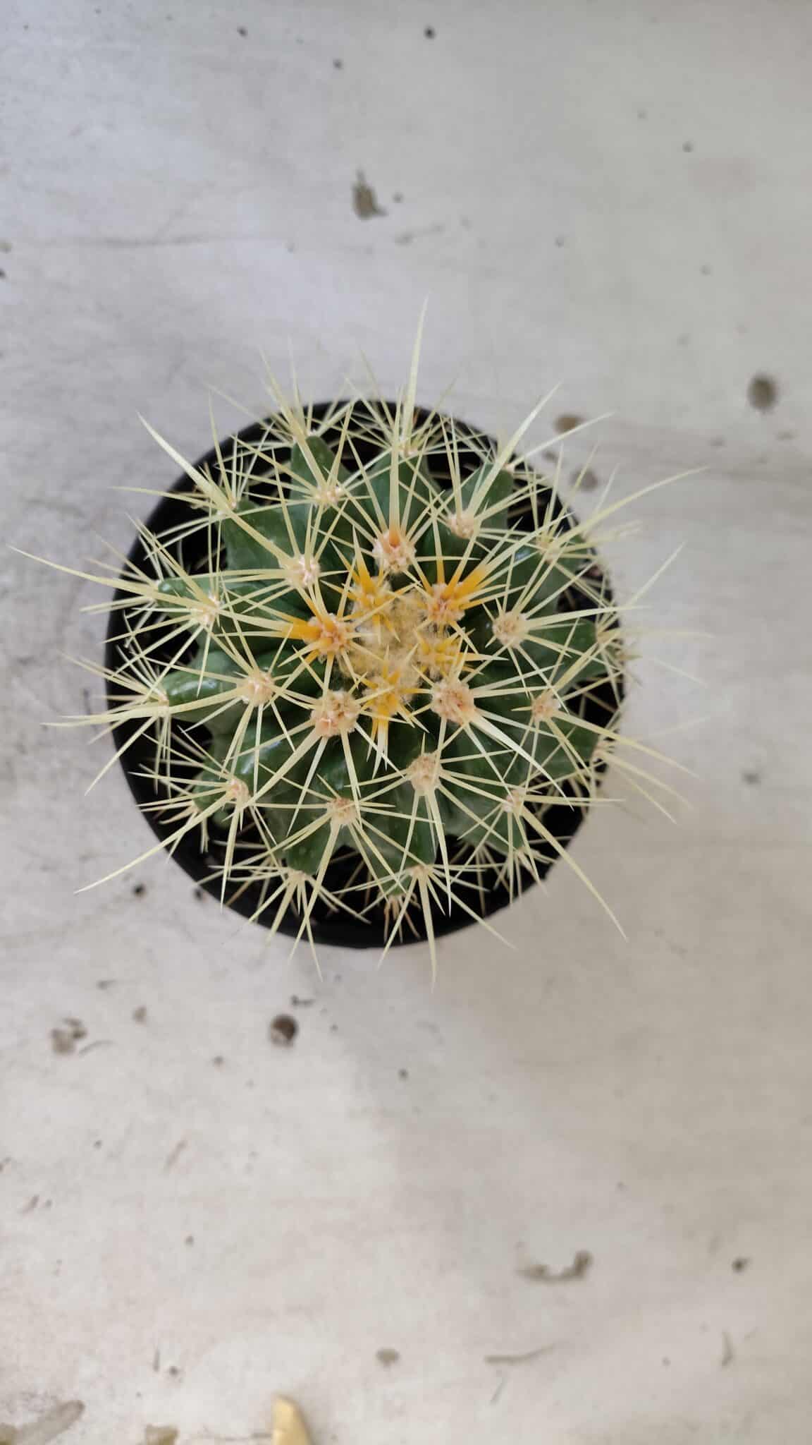 Echinocactus Grusonii "Poltrona de Sogra"  Nº 02 - vaso 11