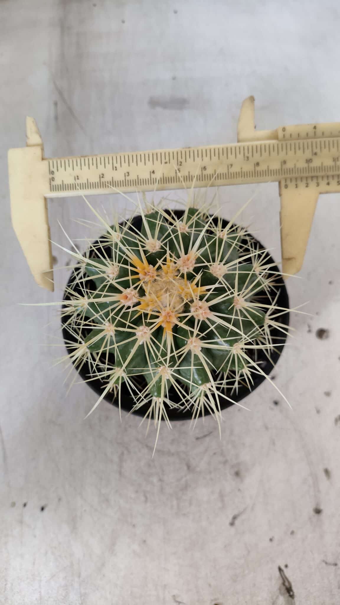 Echinocactus Grusonii "Poltrona de Sogra"  Nº 02 - vaso 11