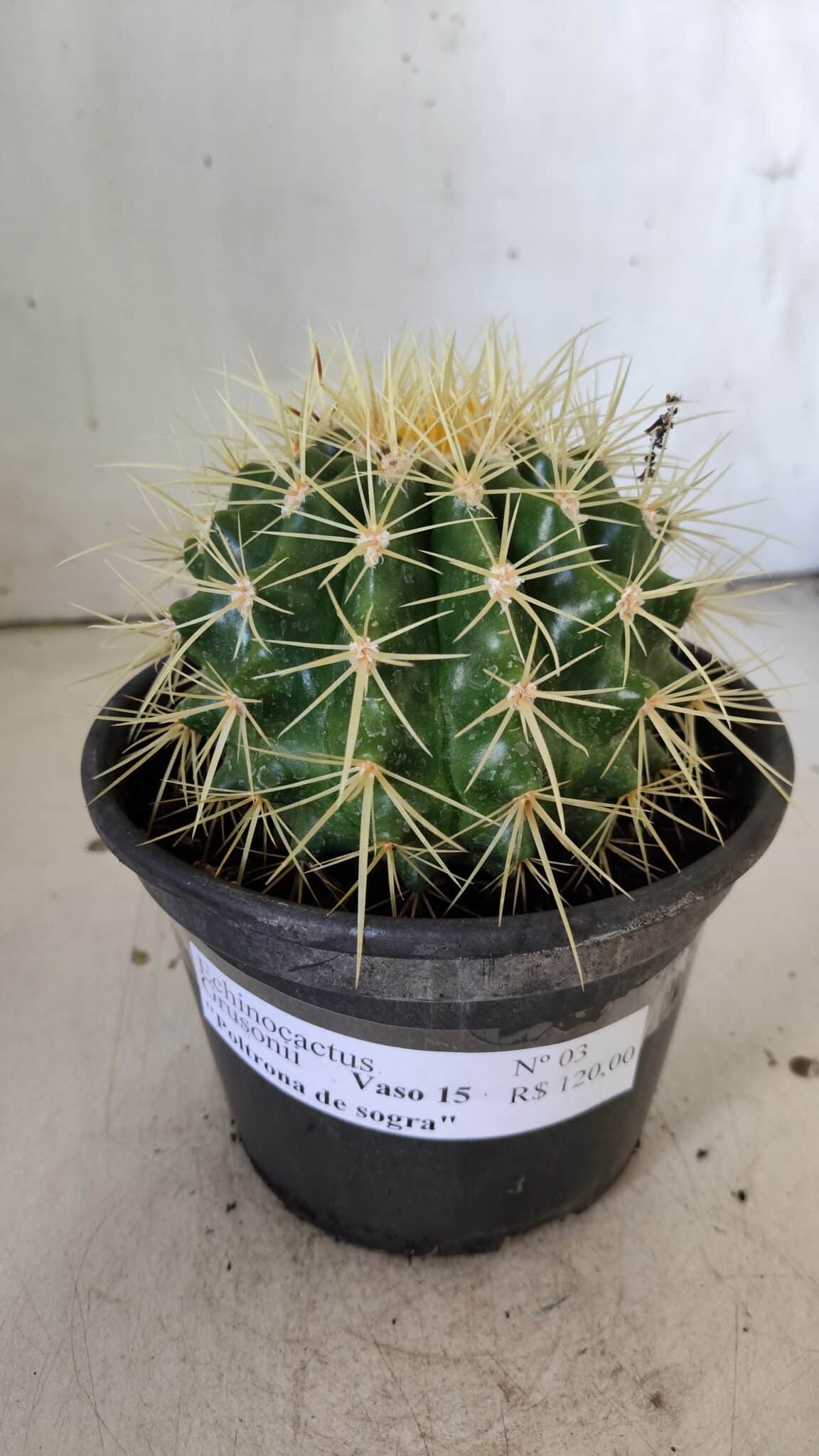 Echinocactus Grusonii "Poltrona de Sogra"  Nº 03 - vaso 15