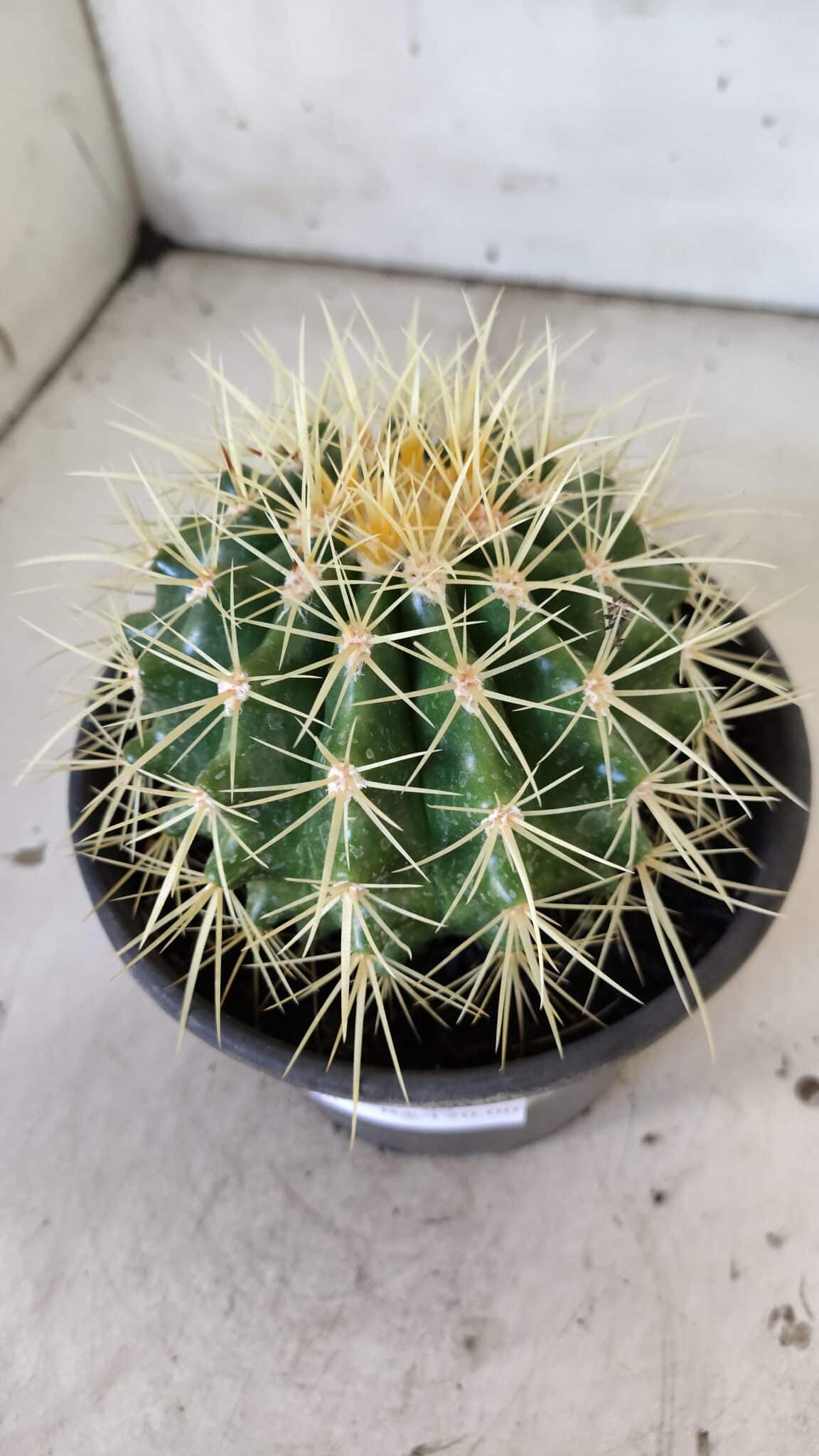 Echinocactus Grusonii "Poltrona de Sogra"  Nº 03 - vaso 15