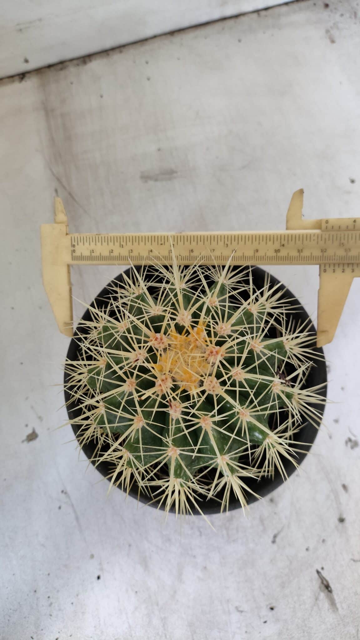 Echinocactus Grusonii "Poltrona de Sogra"  Nº 03 - vaso 15