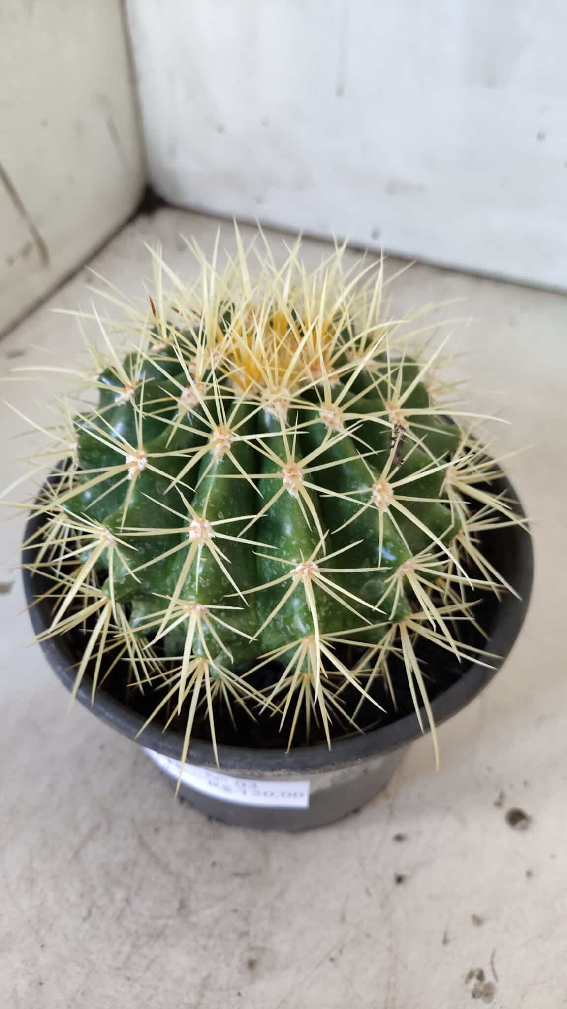 Echinocactus Grusonii "Poltrona de Sogra"  Nº 03 - vaso 15