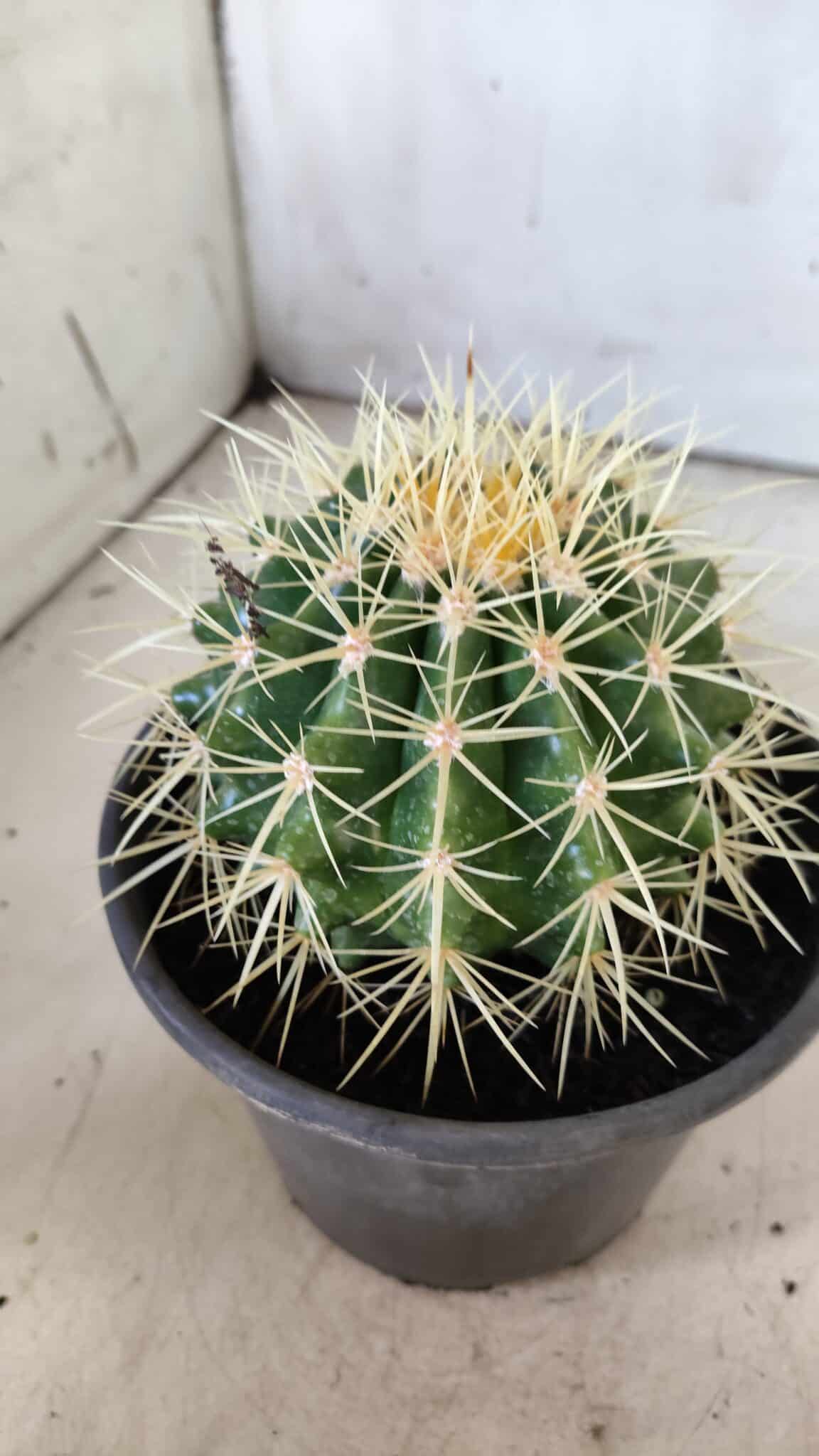 Echinocactus Grusonii "Poltrona de Sogra"  Nº 03 - vaso 15