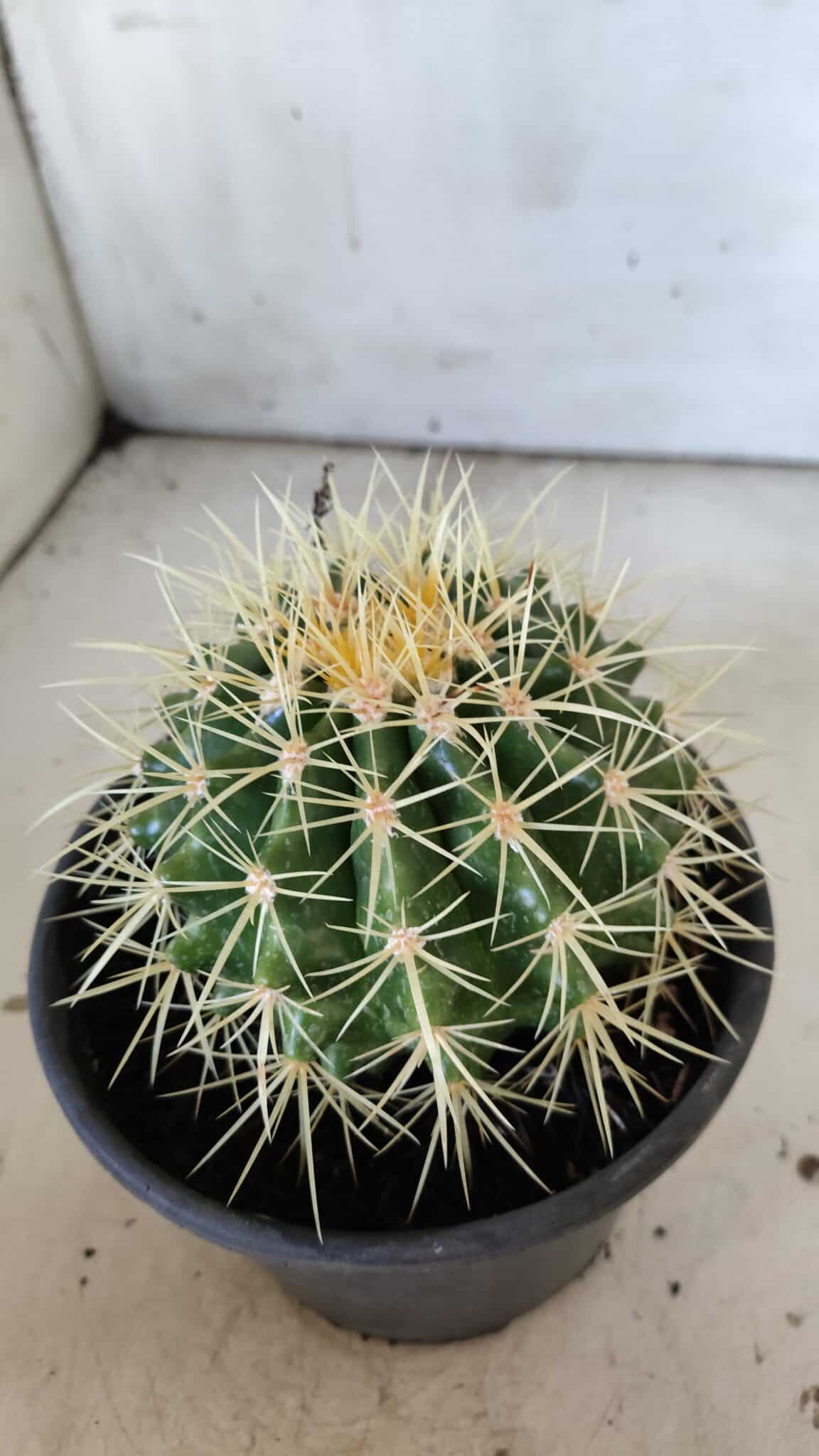 Echinocactus Grusonii "Poltrona de Sogra"  Nº 03 - vaso 15