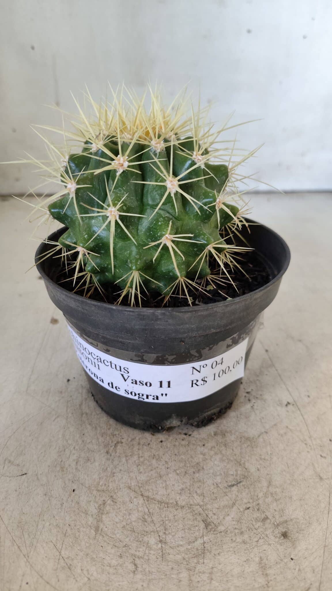 Echinocactus Grusonii "Poltrona de Sogra"  Nº 04 - vaso 11