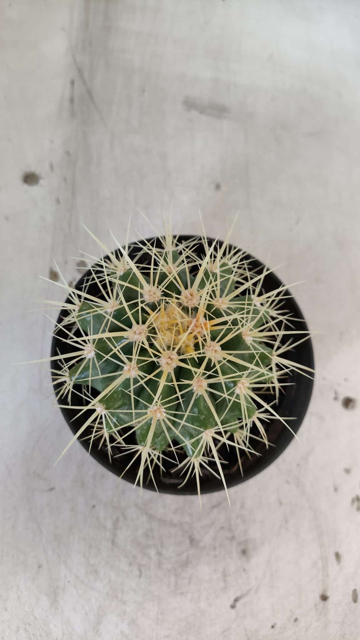 Echinocactus Grusonii "Poltrona de Sogra"  Nº 04 - vaso 11