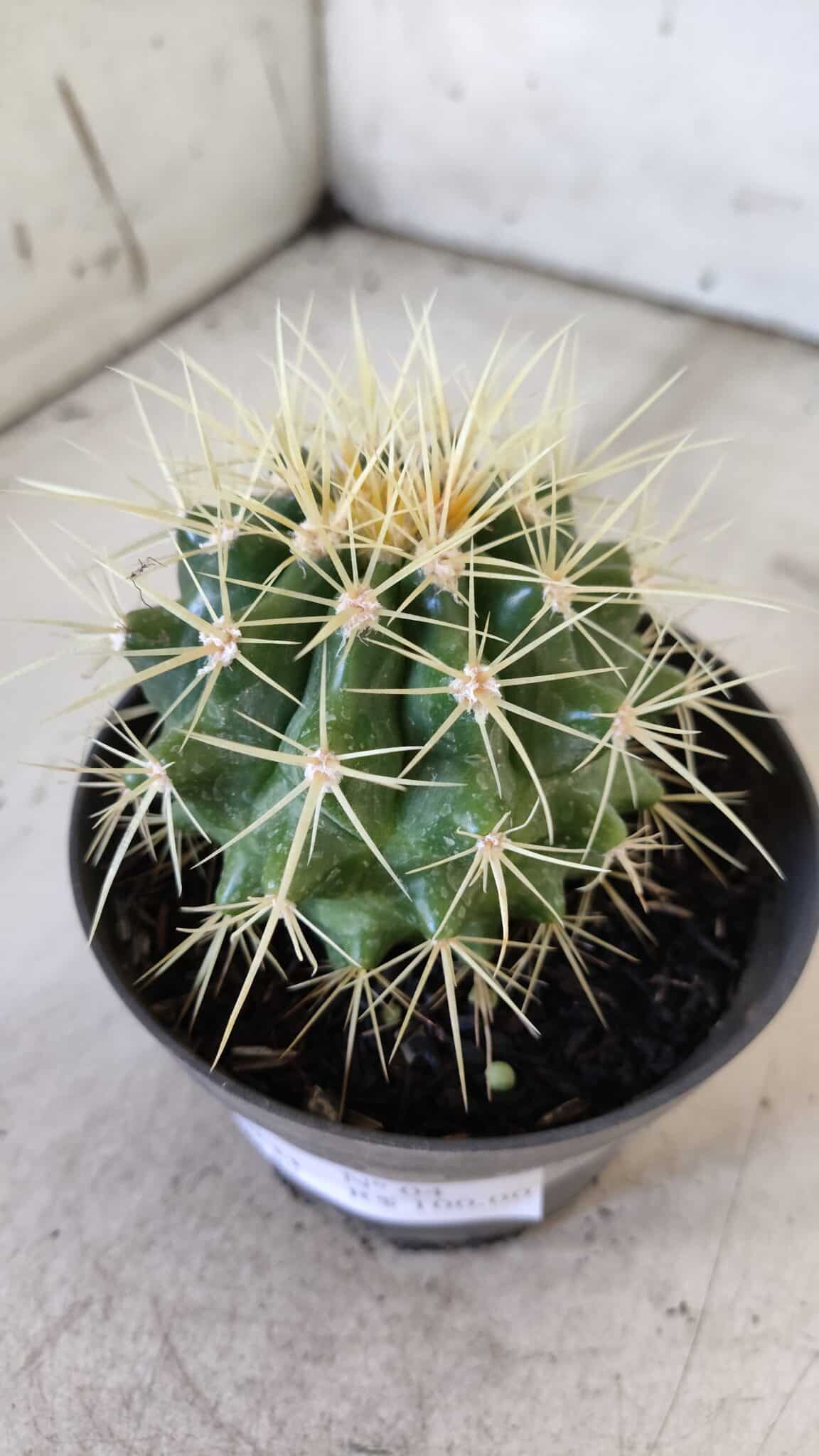 Echinocactus Grusonii "Poltrona de Sogra"  Nº 04 - vaso 11