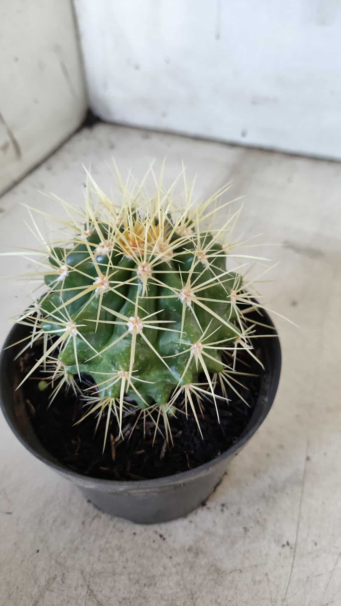 Echinocactus Grusonii "Poltrona de Sogra"  Nº 04 - vaso 11