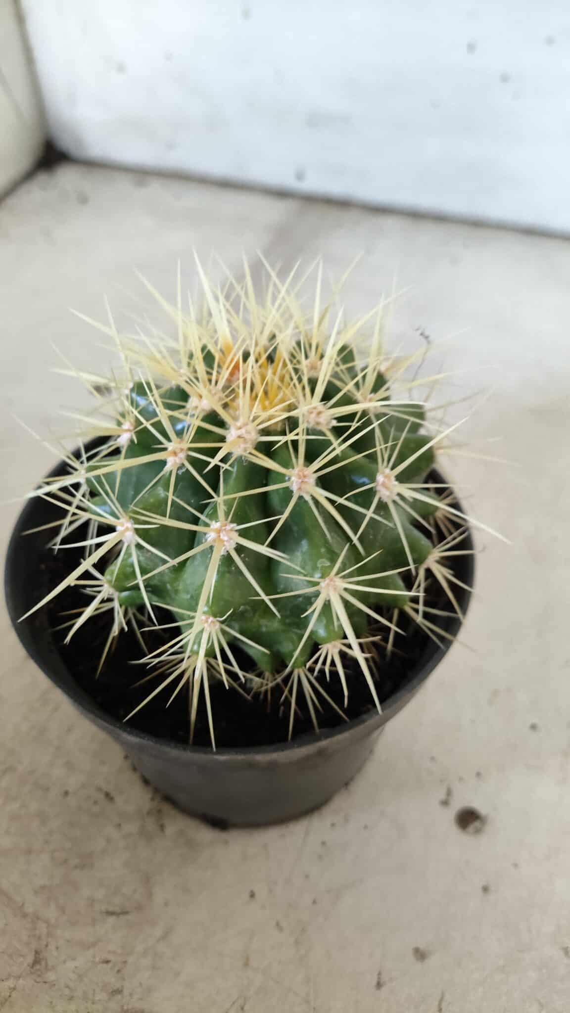Echinocactus Grusonii "Poltrona de Sogra"  Nº 04 - vaso 11