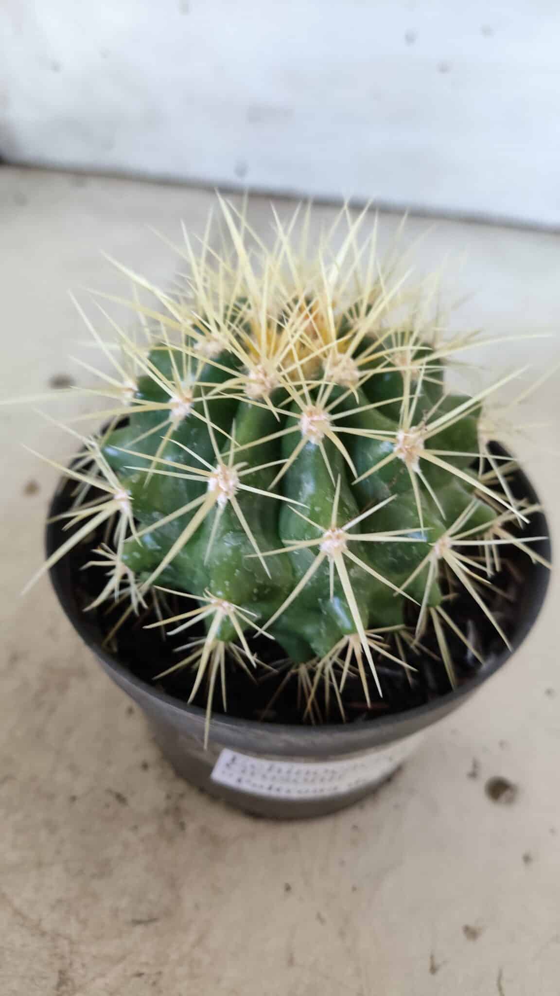 Echinocactus Grusonii "Poltrona de Sogra"  Nº 04 - vaso 11