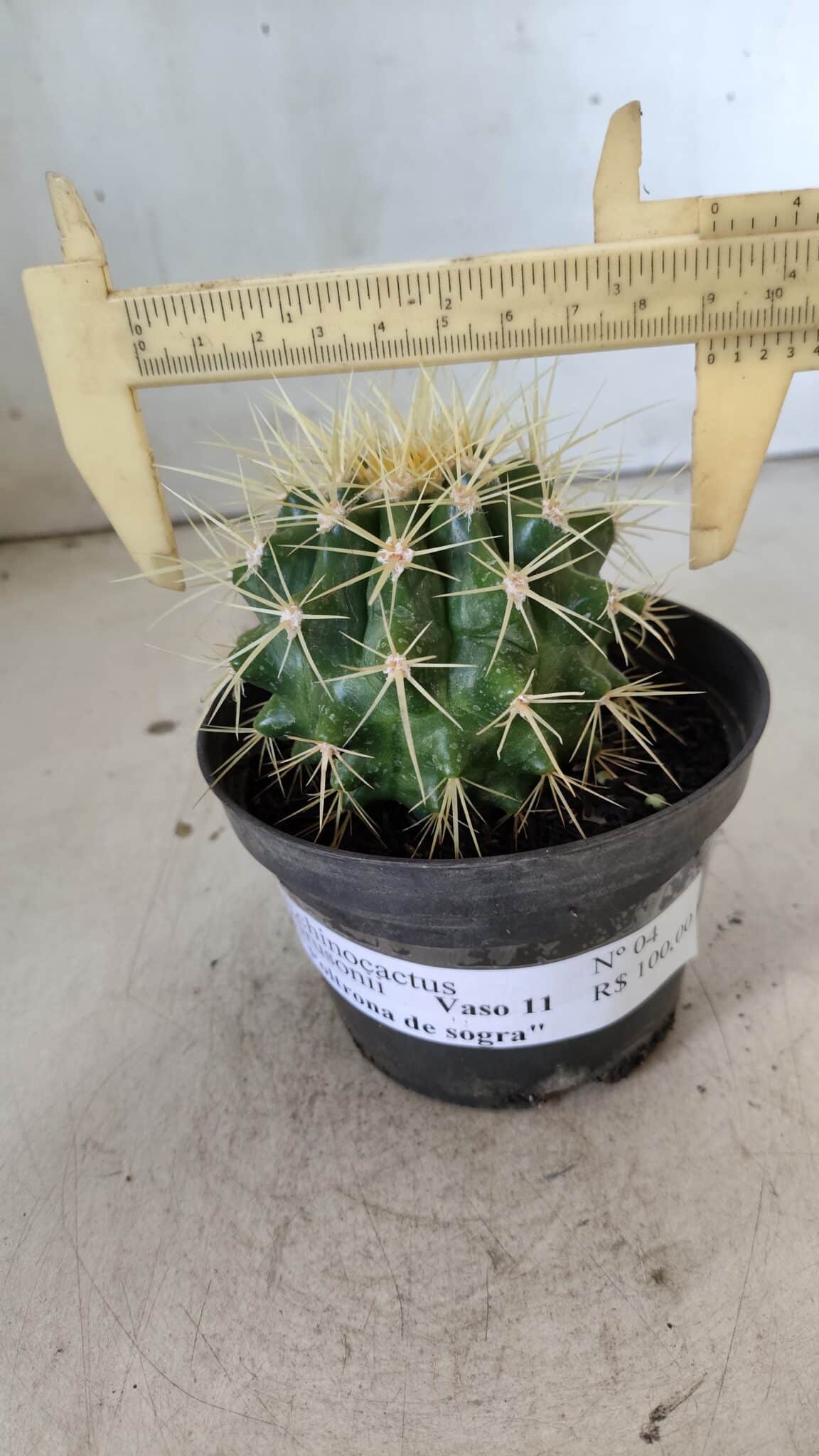 Echinocactus Grusonii "Poltrona de Sogra"  Nº 04 - vaso 11