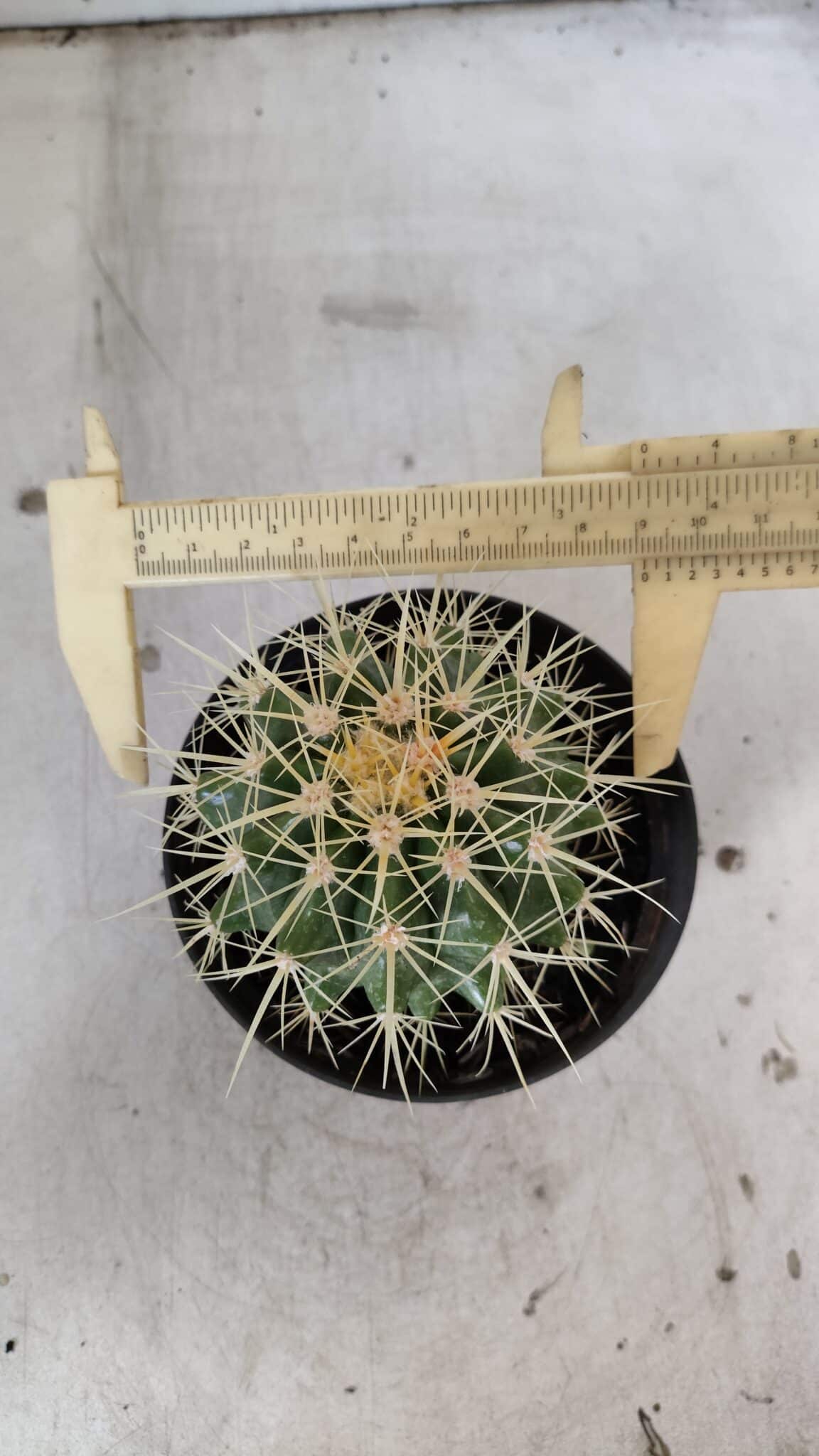 Echinocactus Grusonii "Poltrona de Sogra"  Nº 04 - vaso 11