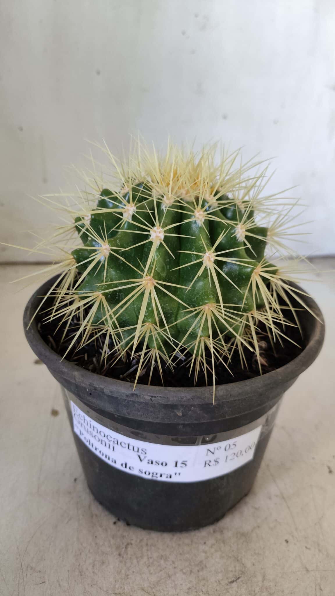 Echinocactus Grusonii "Poltrona de Sogra"  Nº 05 - vaso 15