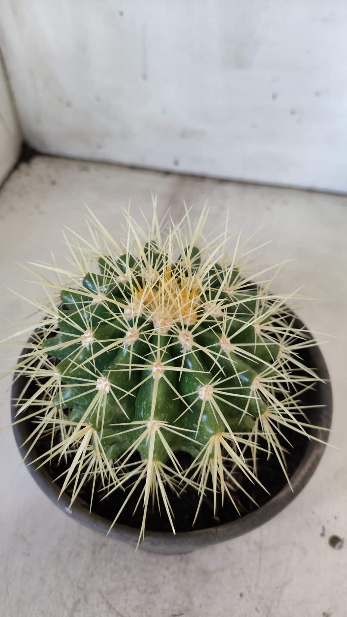 Echinocactus Grusonii "Poltrona de Sogra"  Nº 05 - vaso 15