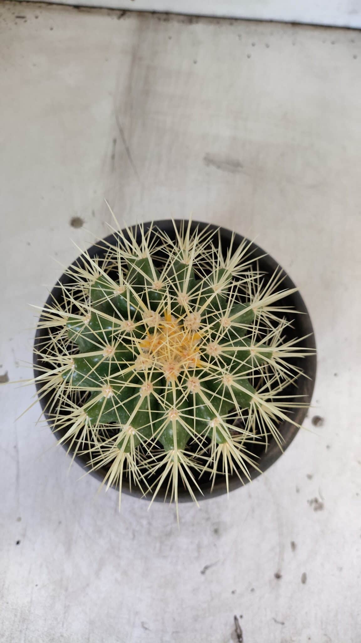 Echinocactus Grusonii "Poltrona de Sogra"  Nº 05 - vaso 15