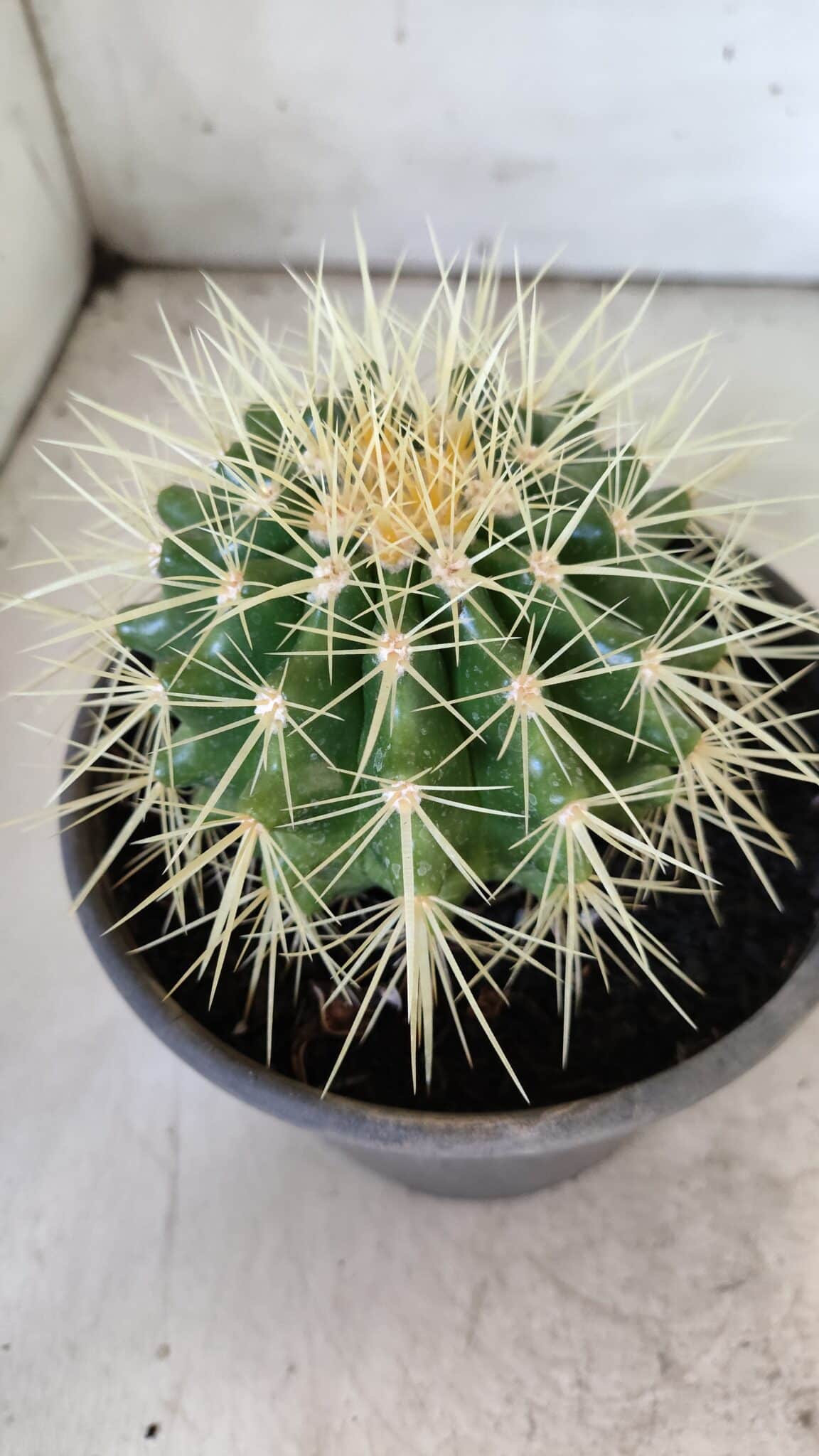 Echinocactus Grusonii "Poltrona de Sogra"  Nº 05 - vaso 15