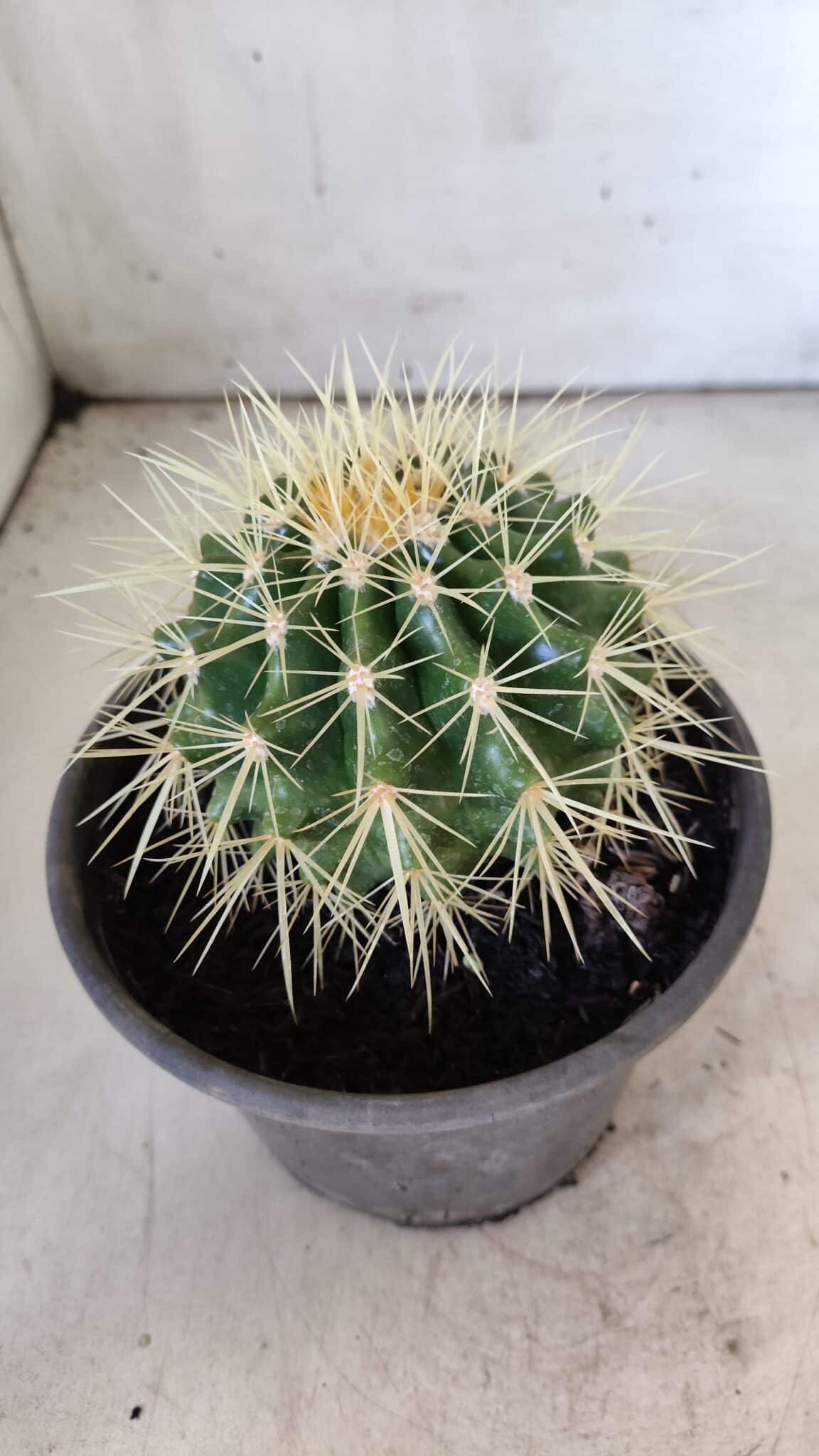 Echinocactus Grusonii "Poltrona de Sogra"  Nº 05 - vaso 15