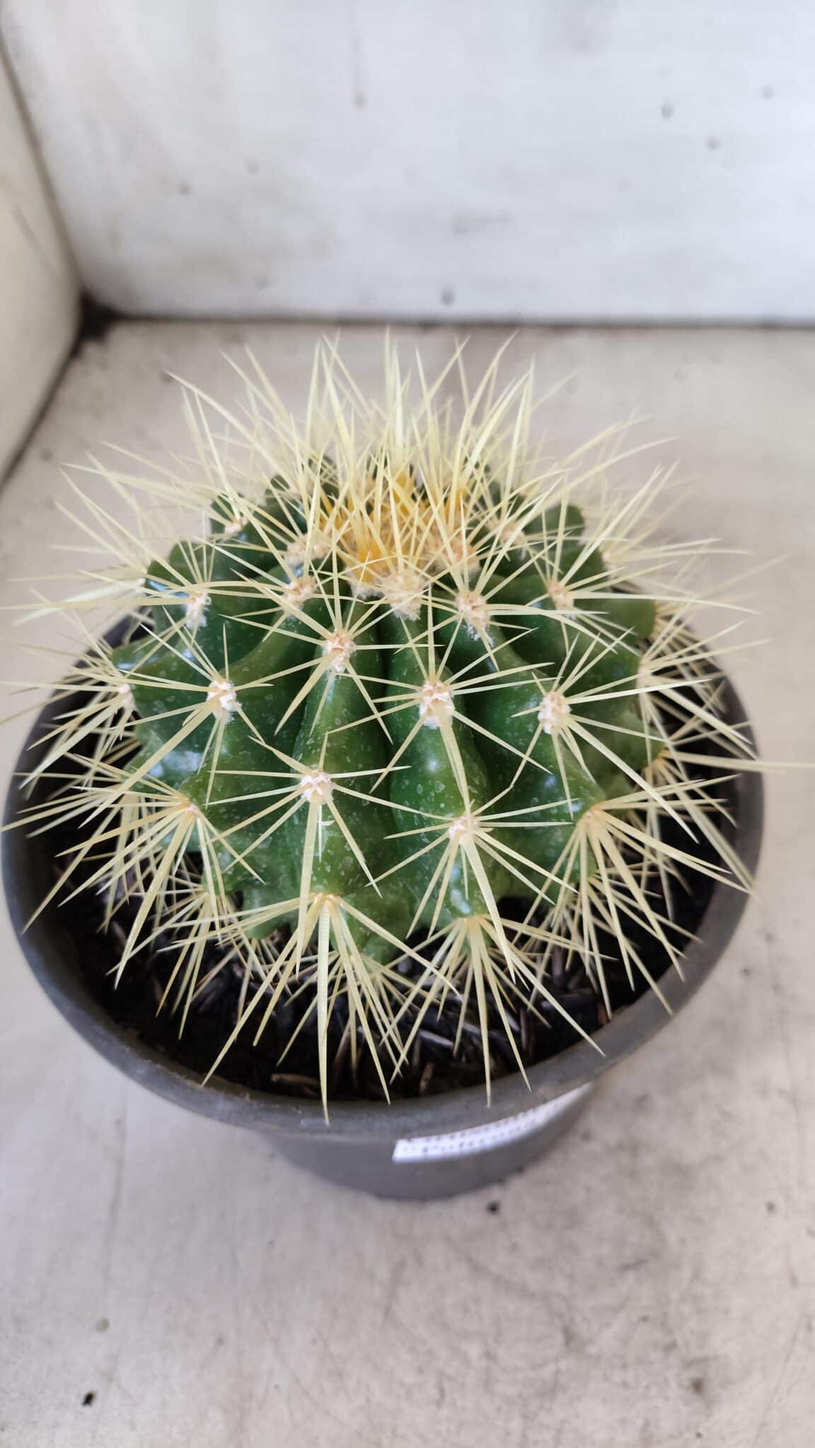 Echinocactus Grusonii "Poltrona de Sogra"  Nº 05 - vaso 15