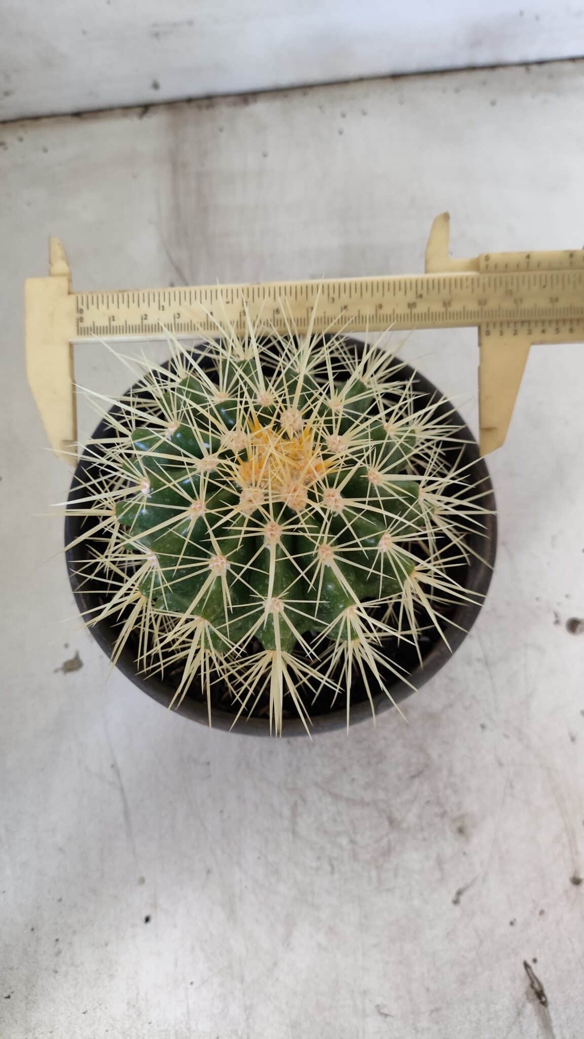 Echinocactus Grusonii "Poltrona de Sogra"  Nº 05 - vaso 15
