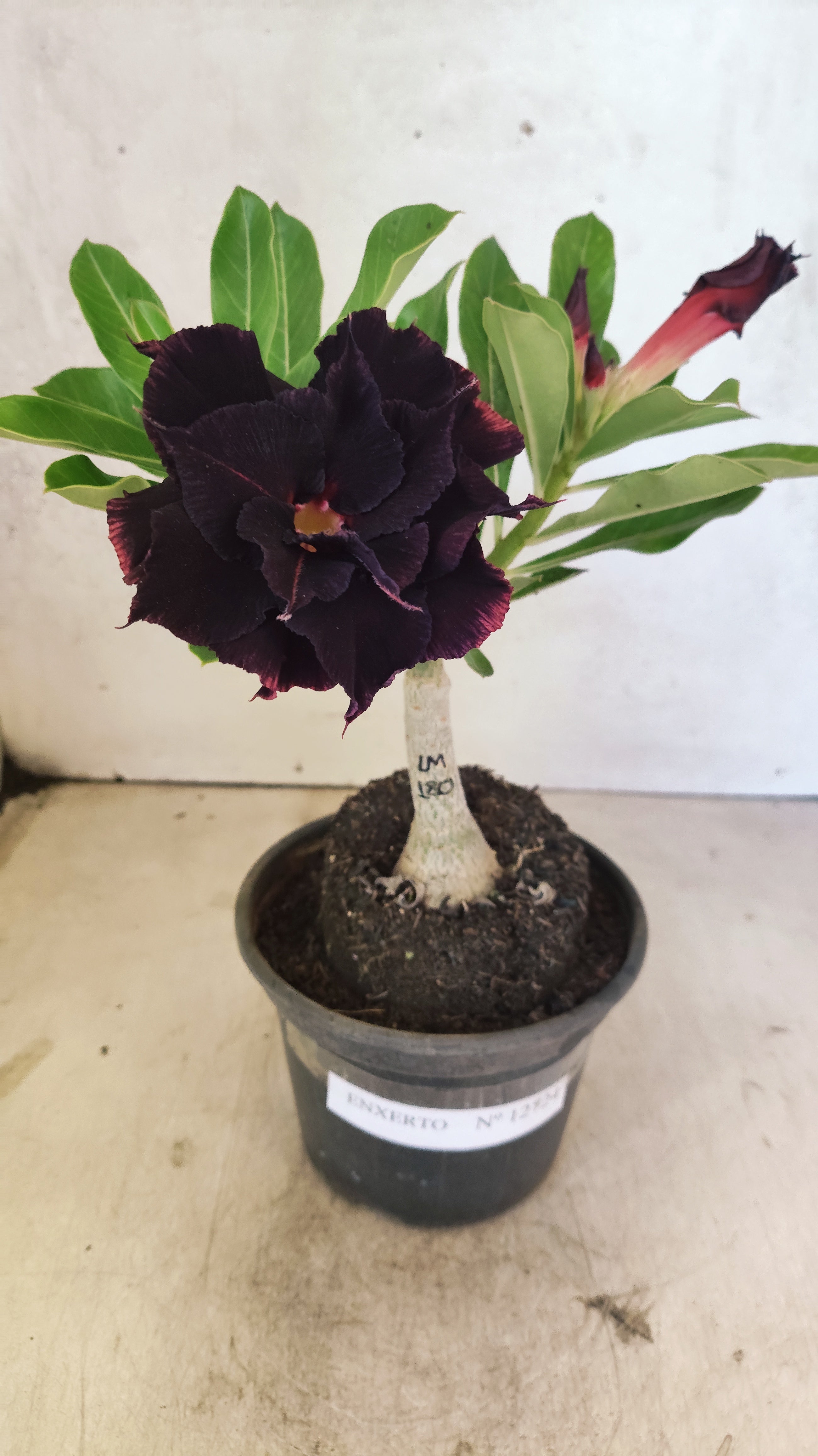 ENXERTO 12724– 25cm (cor LM 180)