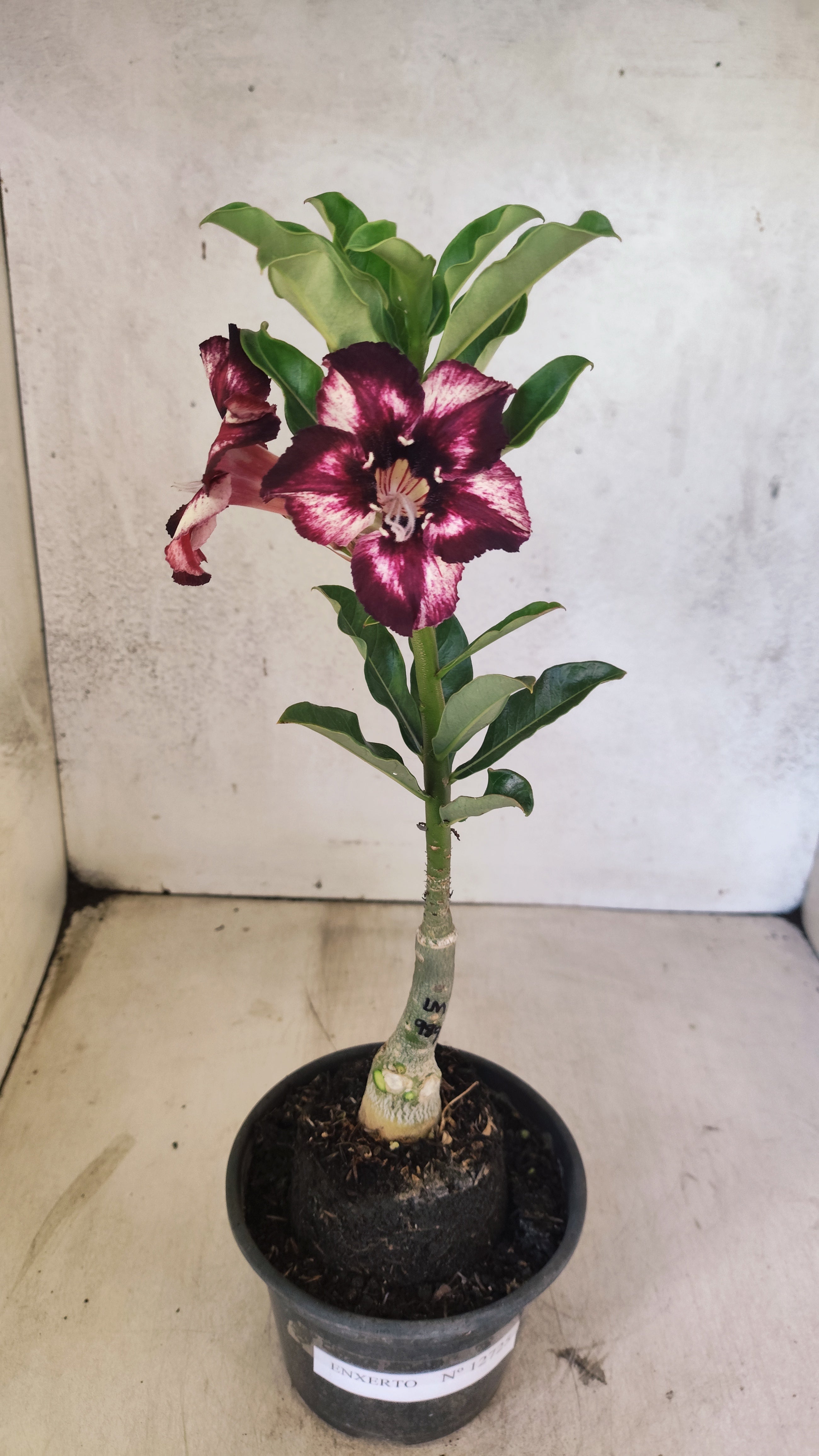 ENXERTO 12725– 25cm (cor LM 989) Id: Estrela Purpura