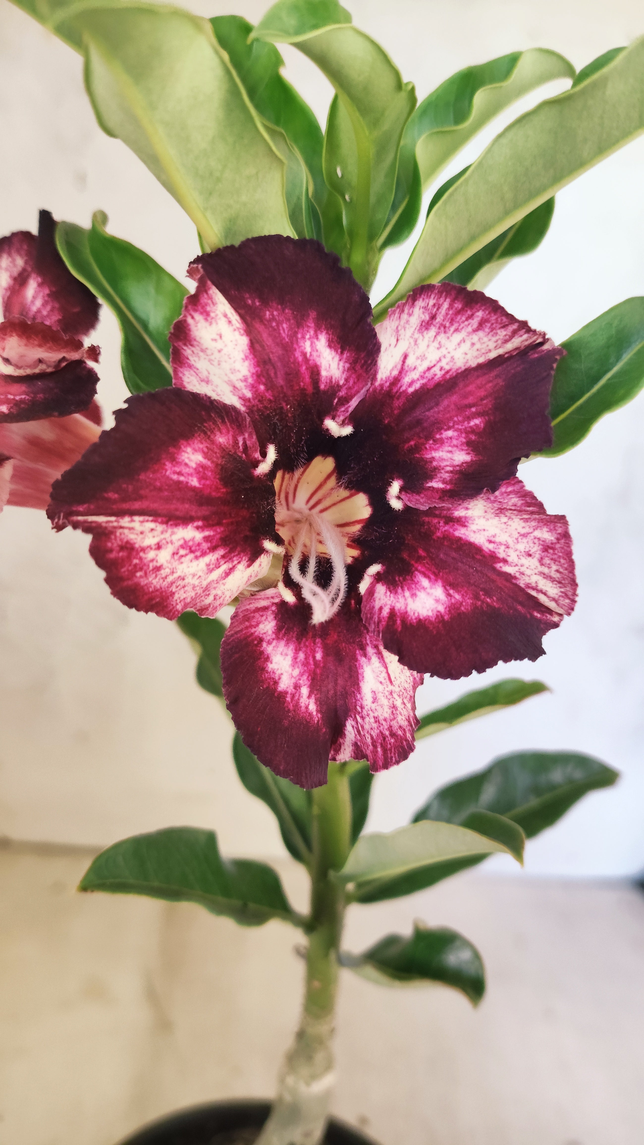 ENXERTO 12725– 25cm (cor LM 989) Id: Estrela Purpura