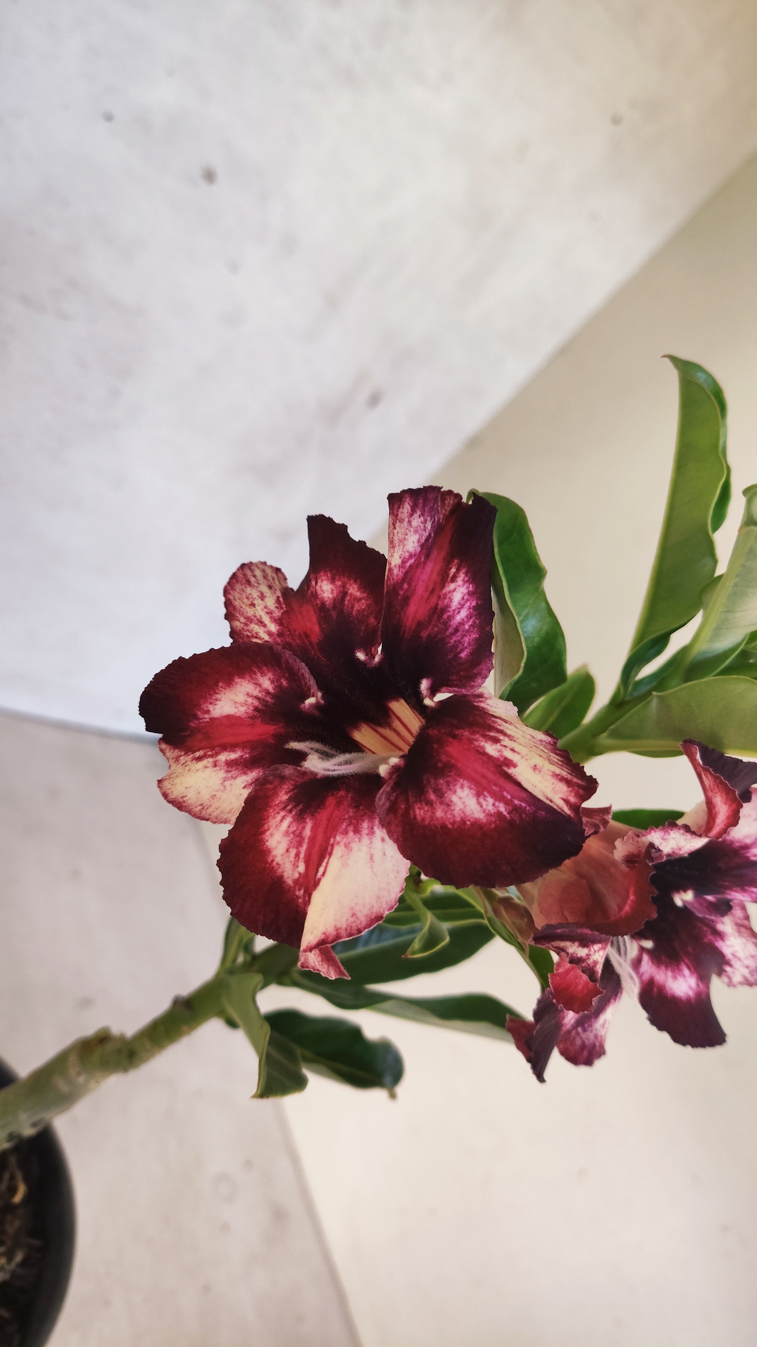 ENXERTO 12725– 25cm (cor LM 989) Id: Estrela Purpura