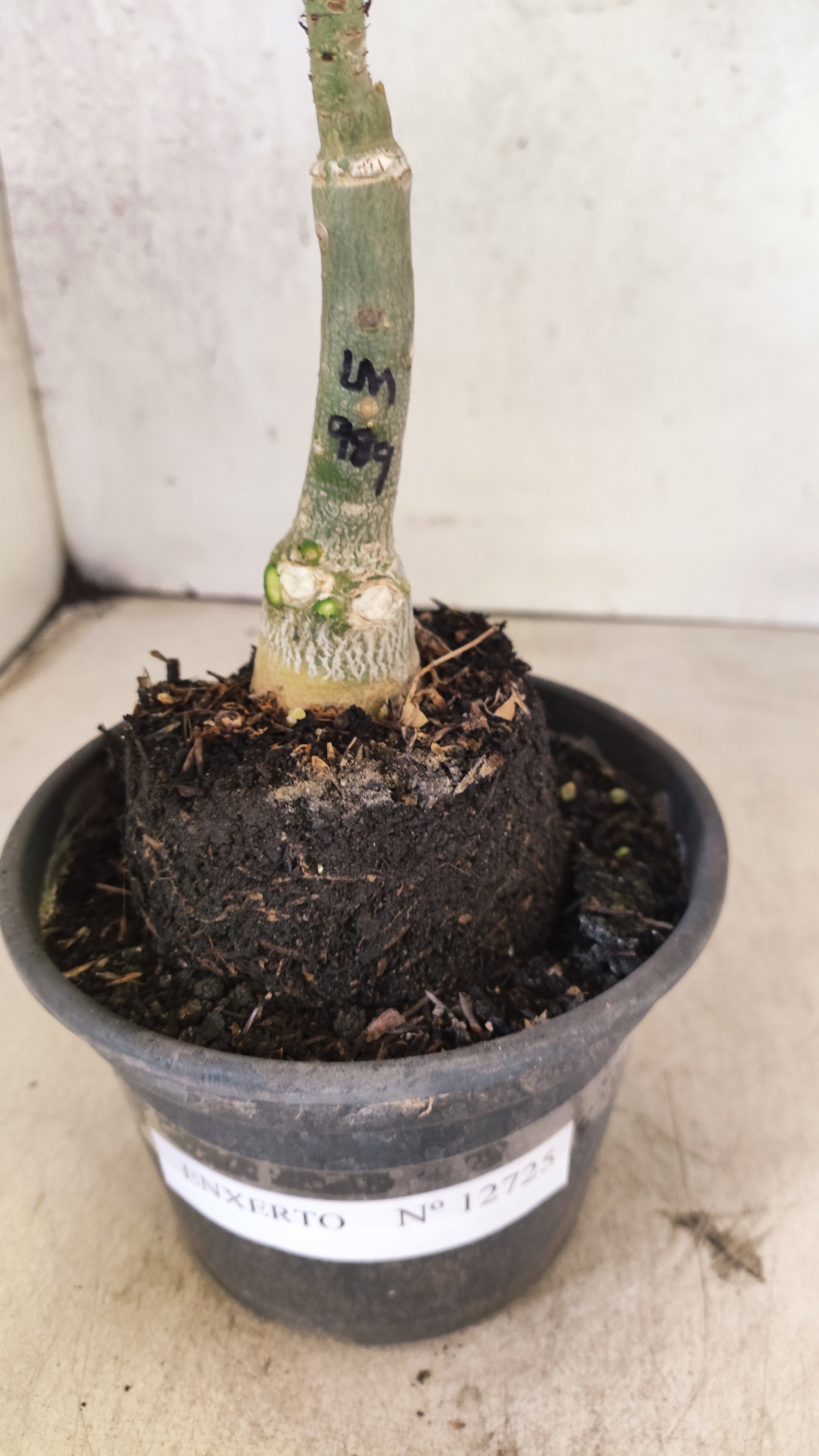 ENXERTO 12725– 25cm (cor LM 989) Id: Estrela Purpura