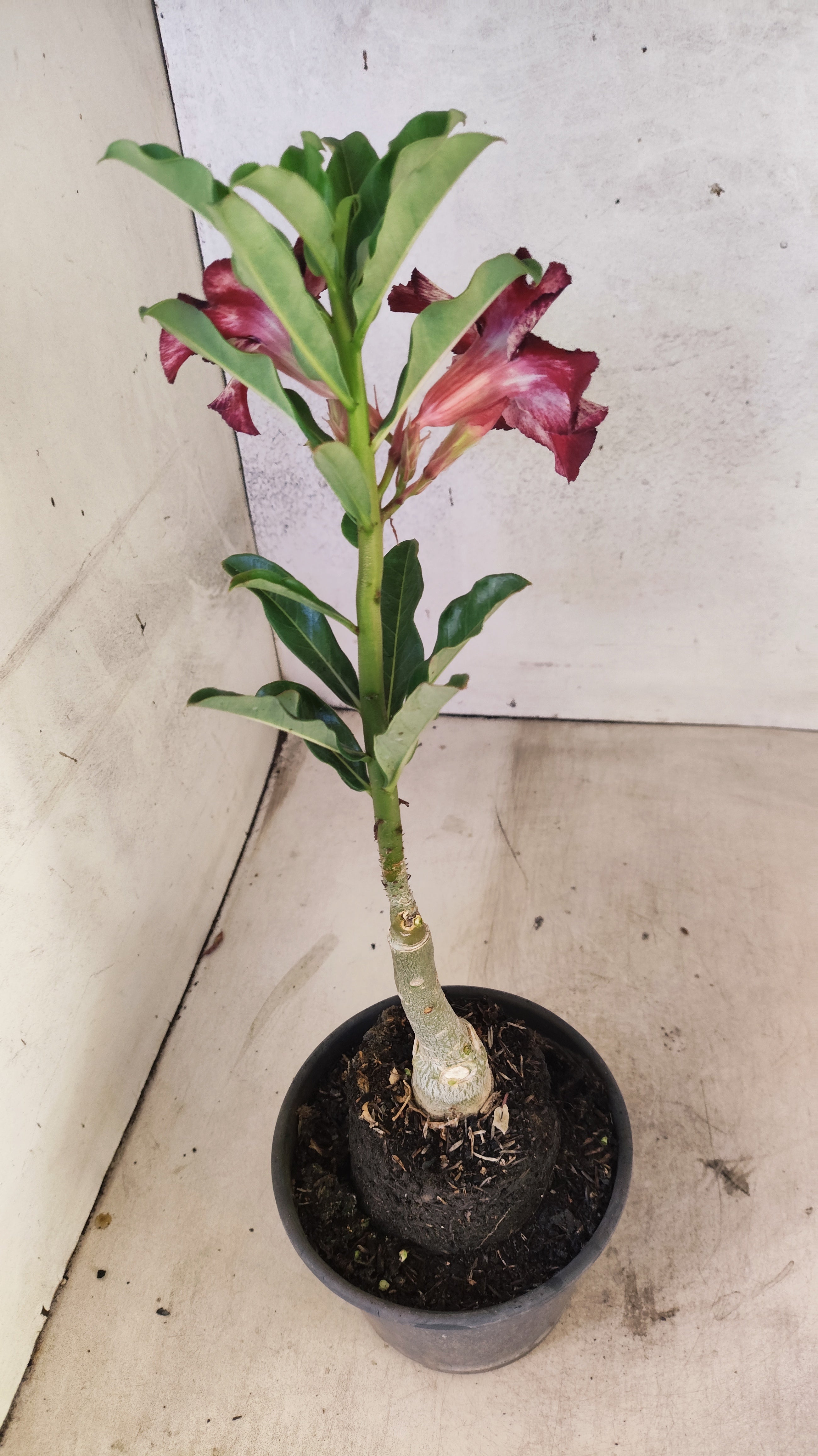 ENXERTO 12725– 25cm (cor LM 989) Id: Estrela Purpura