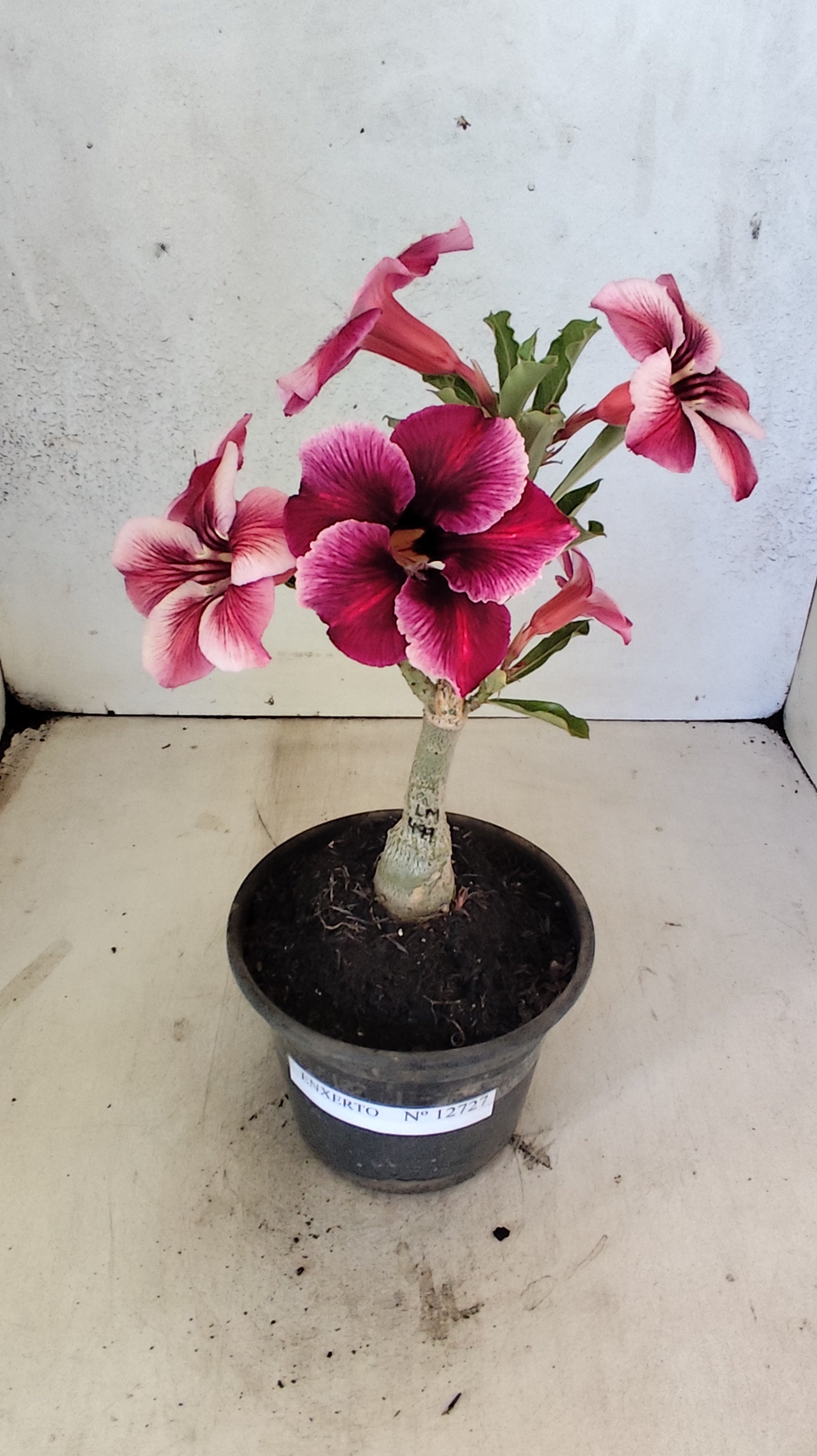 ENXERTO 12727– 20cm (cor LM 499)