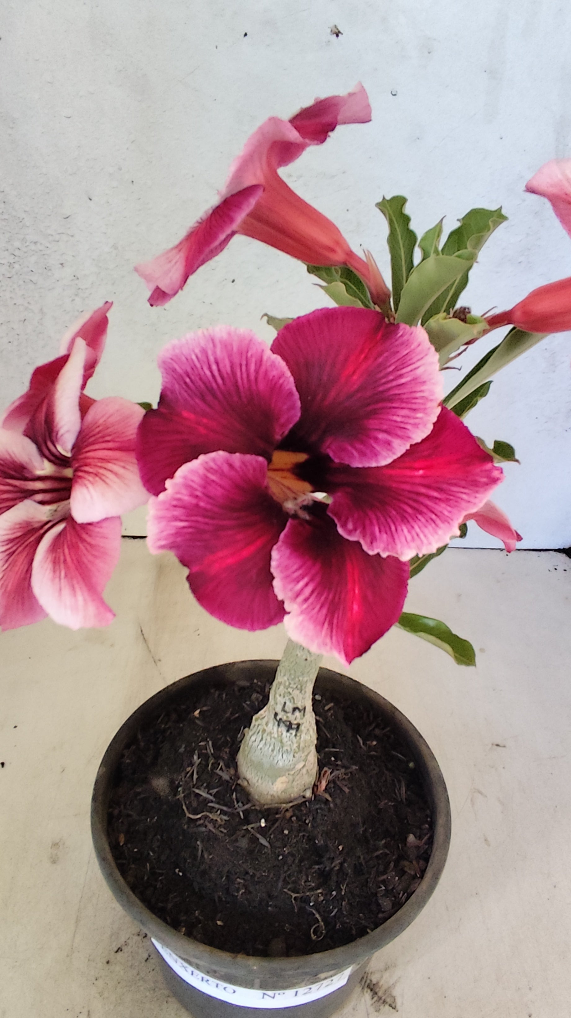 ENXERTO 12727– 20cm (cor LM 499)