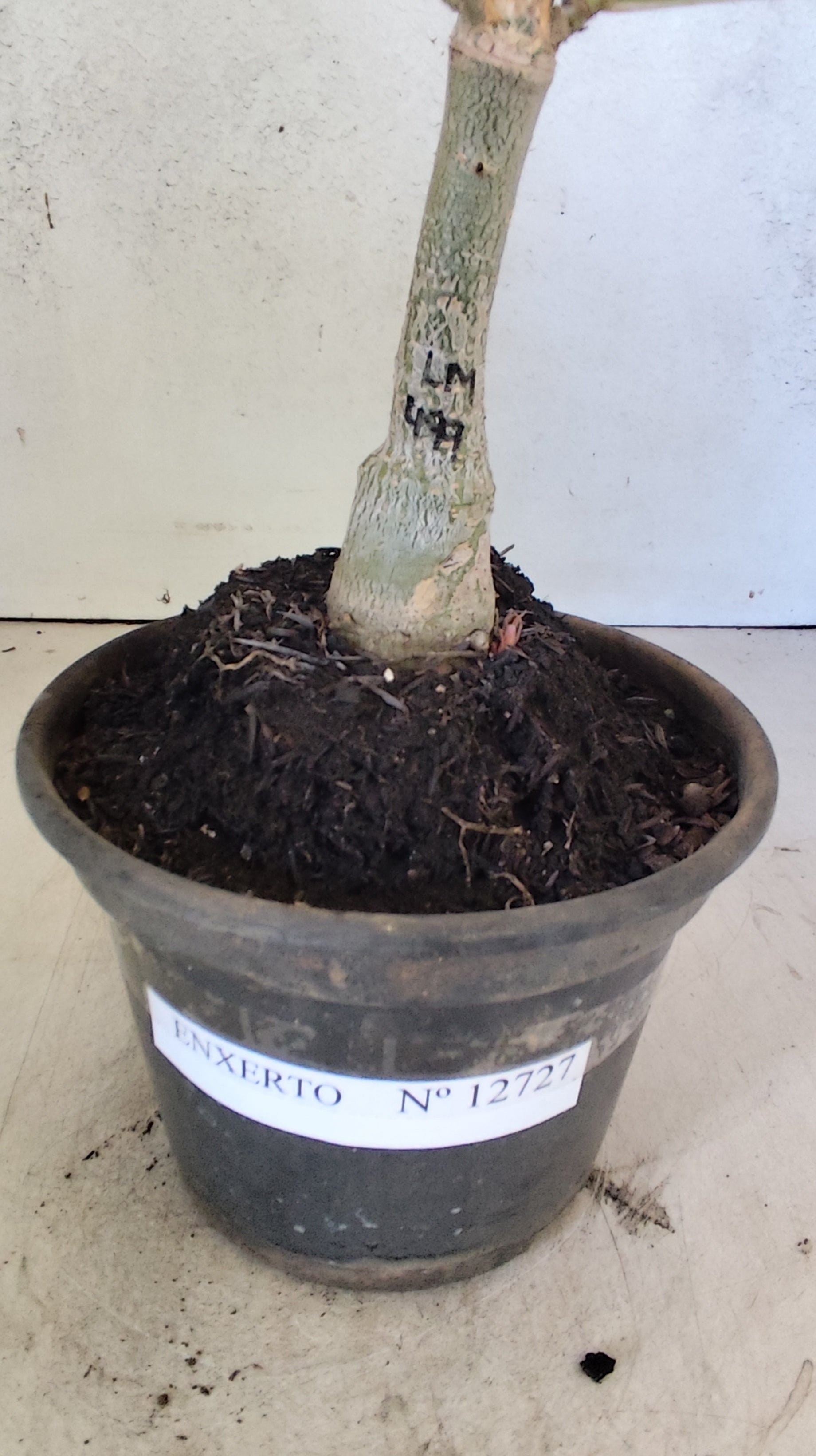 ENXERTO 12727– 20cm (cor LM 499)