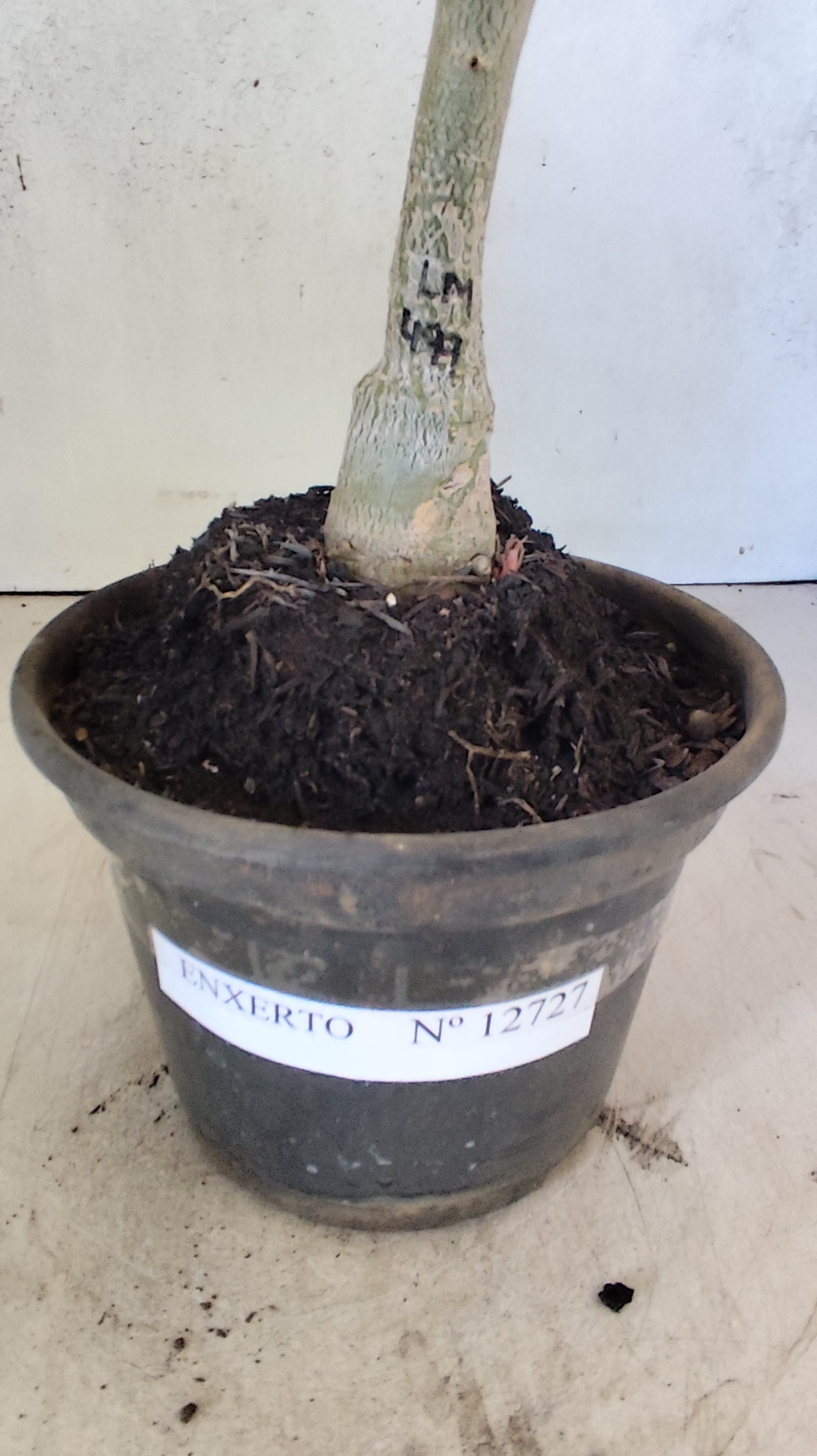 ENXERTO 12727– 20cm (cor LM 499)