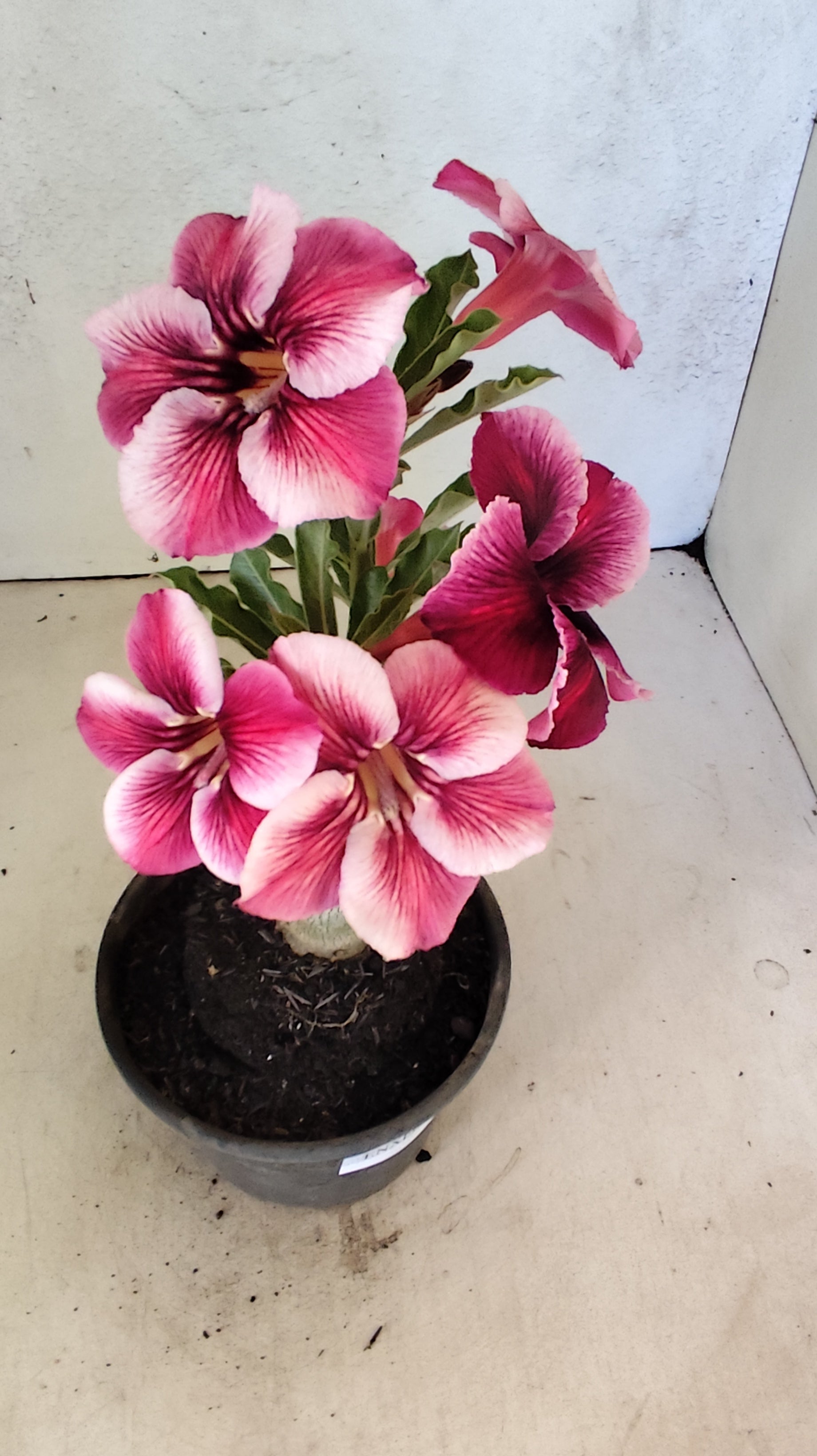 ENXERTO 12727– 20cm (cor LM 499)