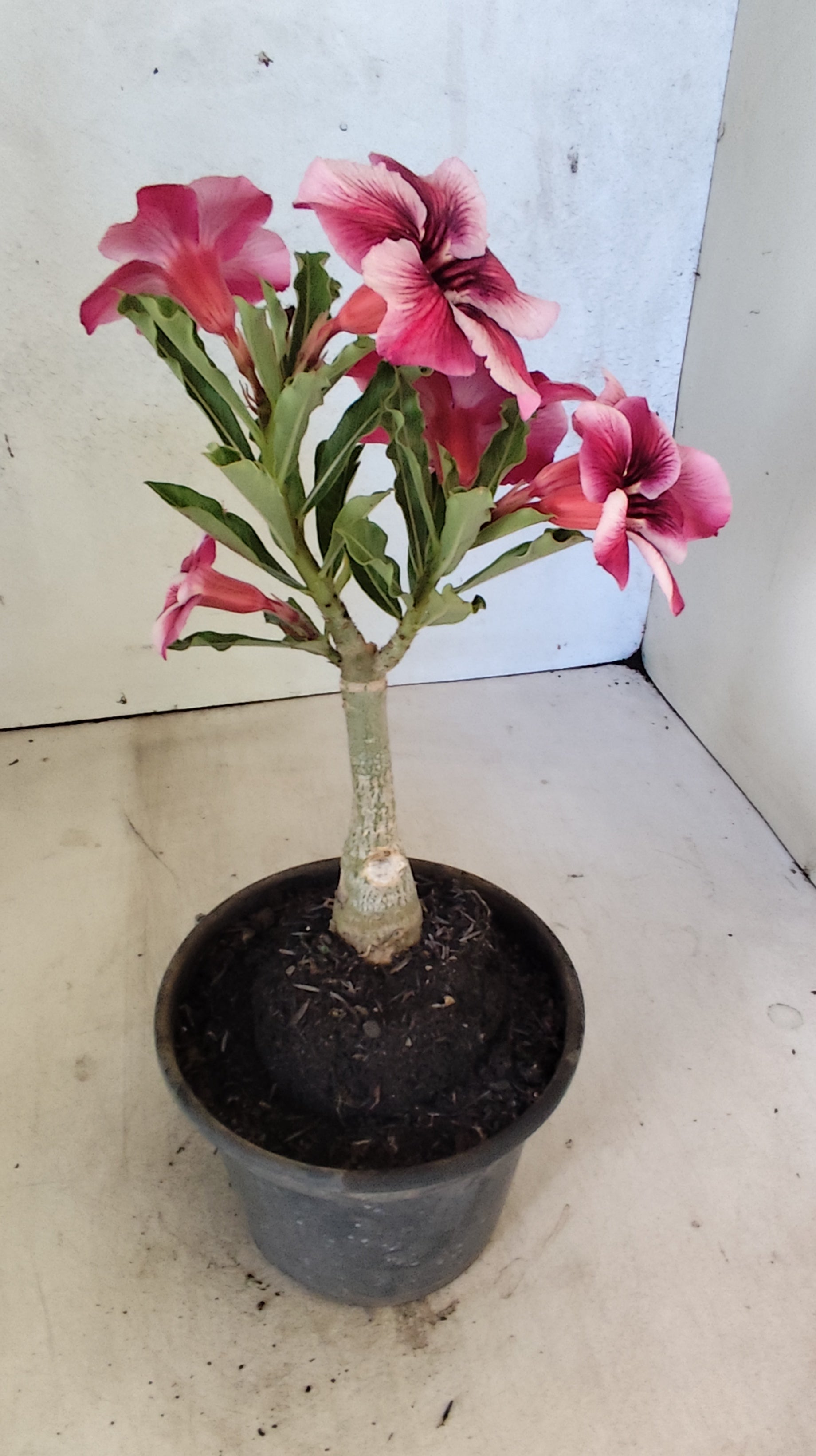 ENXERTO 12727– 20cm (cor LM 499)