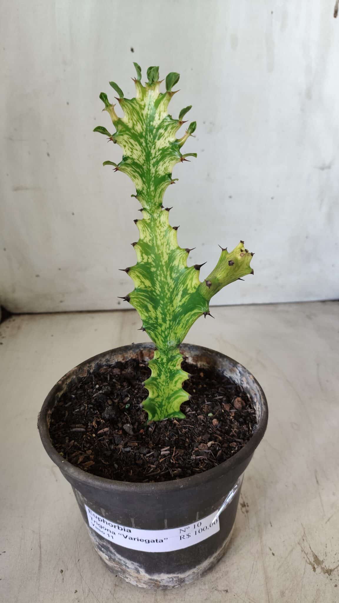 Euphorbia Trigona "Variegata" - Nº 10 - vaso 11 (20cm)