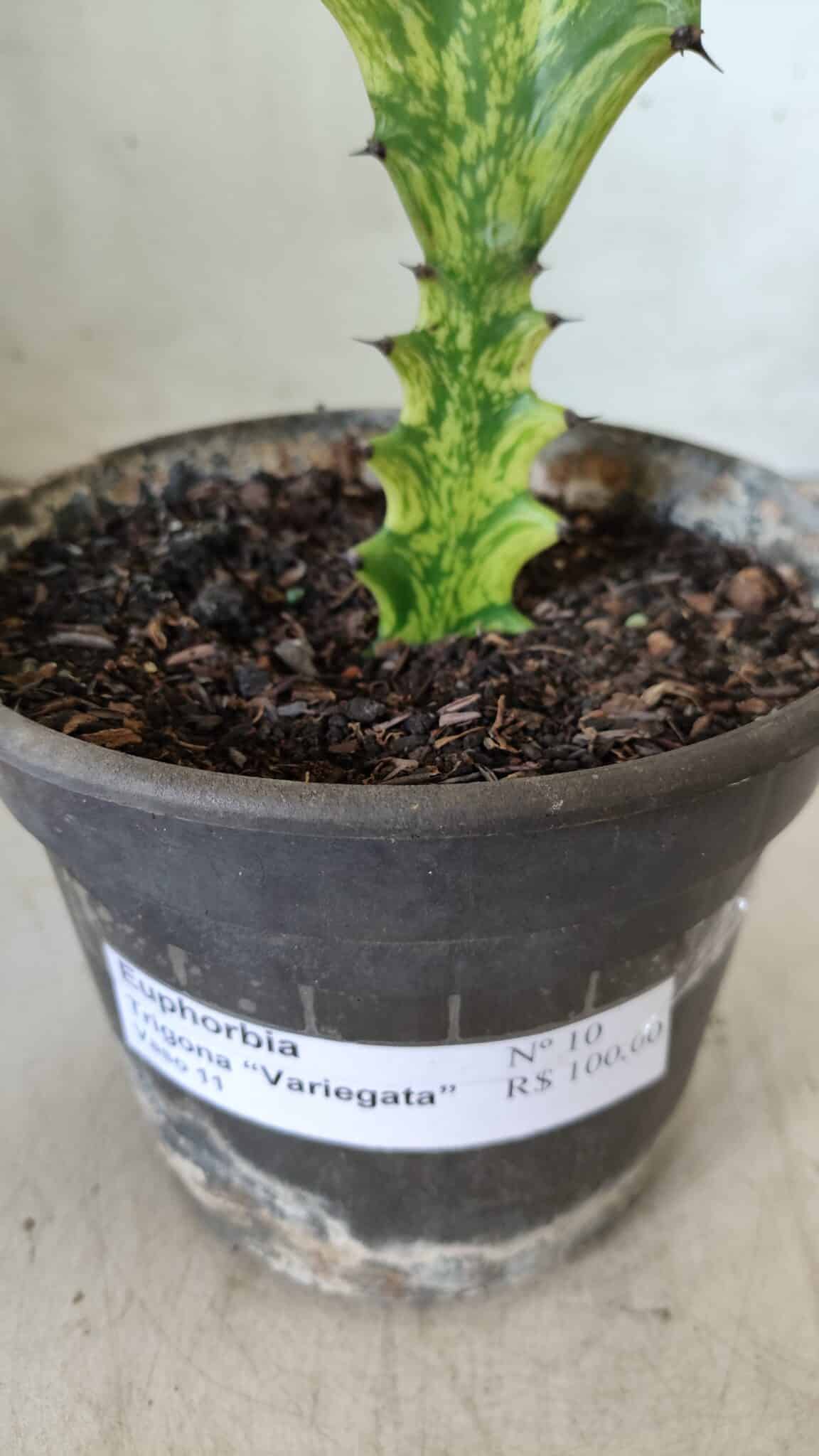 Euphorbia Trigona "Variegata" - Nº 10 - vaso 11 (20cm)