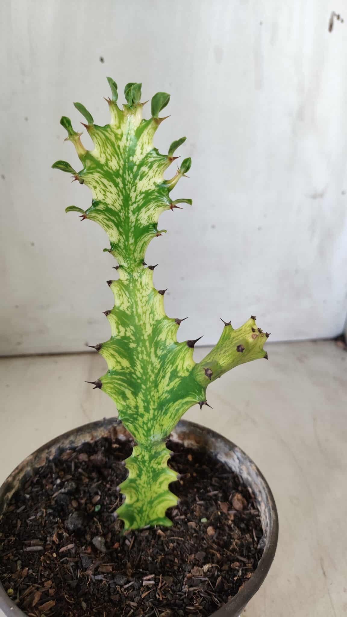 Euphorbia Trigona "Variegata" - Nº 10 - vaso 11 (20cm)