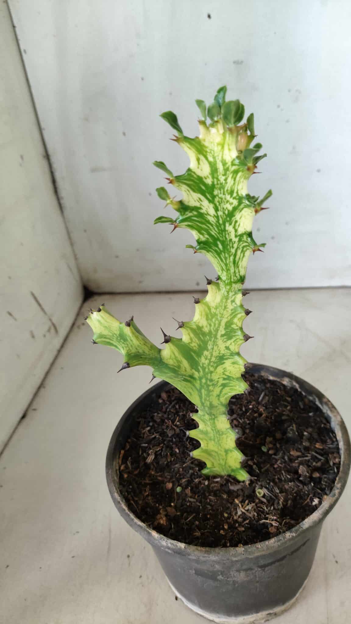 Euphorbia Trigona "Variegata" - Nº 10 - vaso 11 (20cm)
