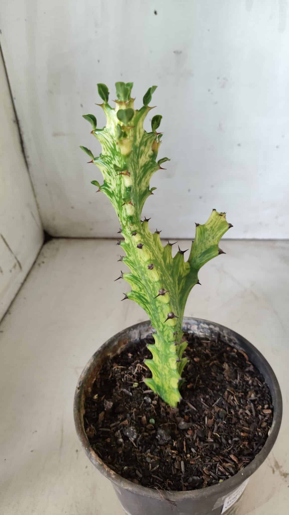 Euphorbia Trigona "Variegata" - Nº 10 - vaso 11 (20cm)