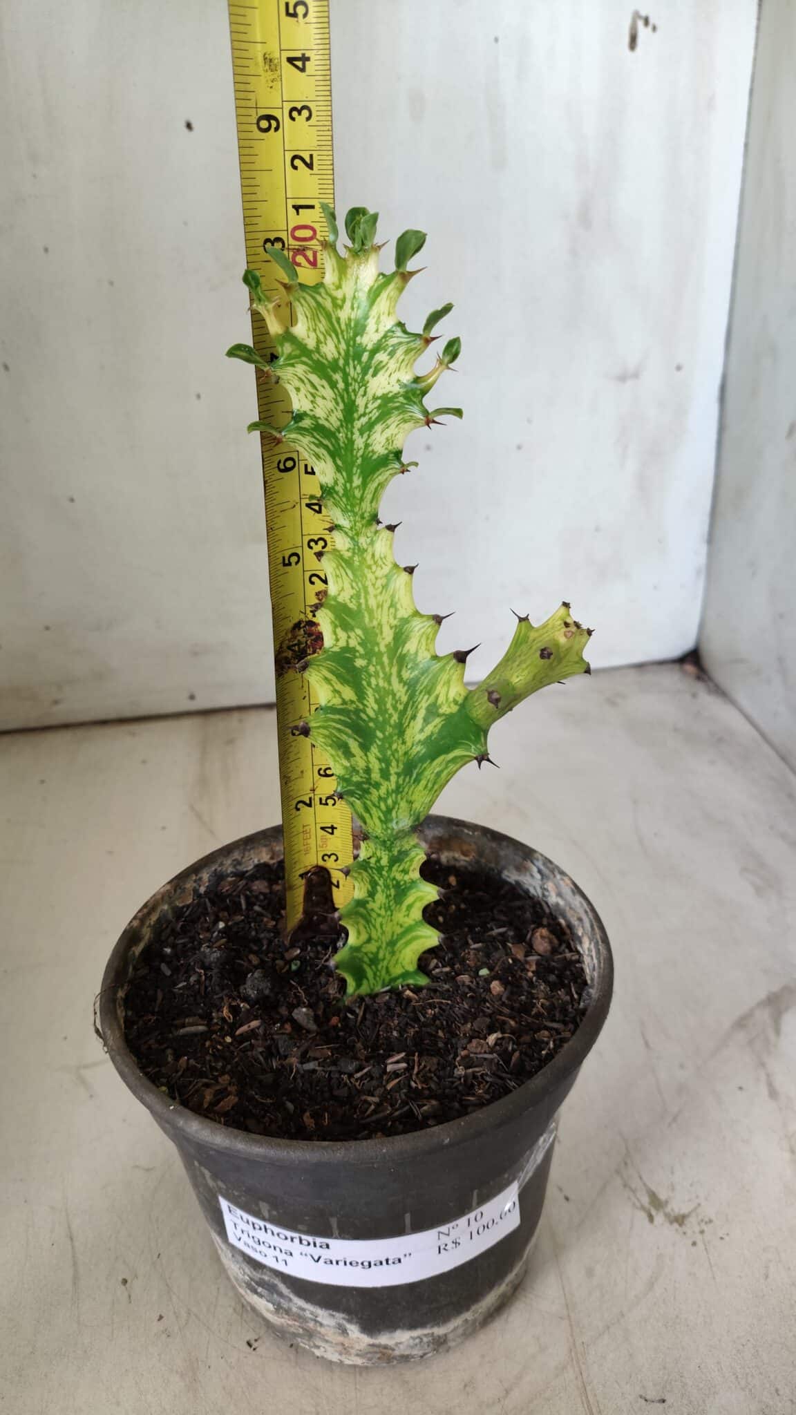 Euphorbia Trigona "Variegata" - Nº 10 - vaso 11 (20cm)