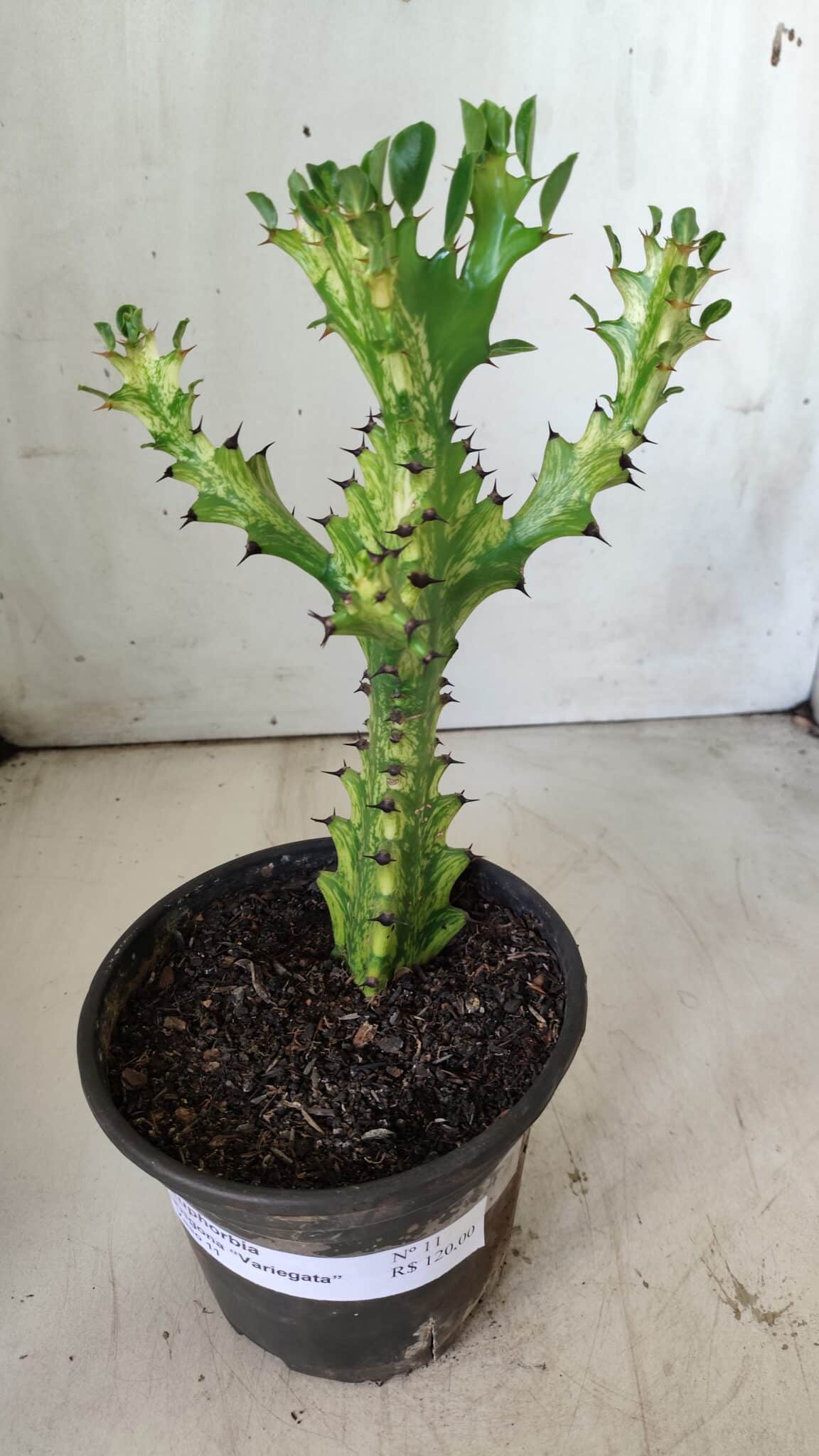 Euphorbia Trigona "Variegata" - Nº 11 - vaso 11 (24cm)