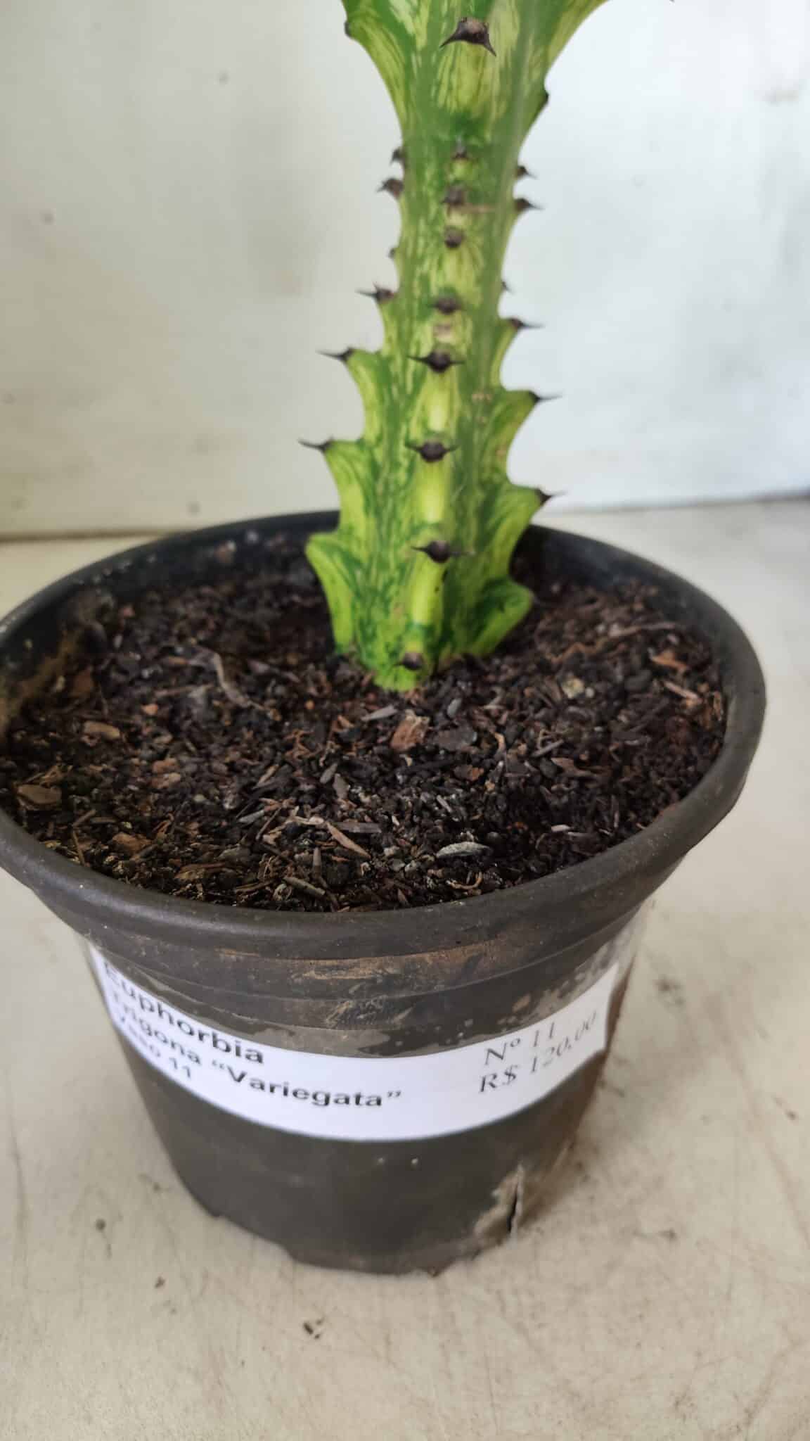 Euphorbia Trigona "Variegata" - Nº 11 - vaso 11 (24cm)