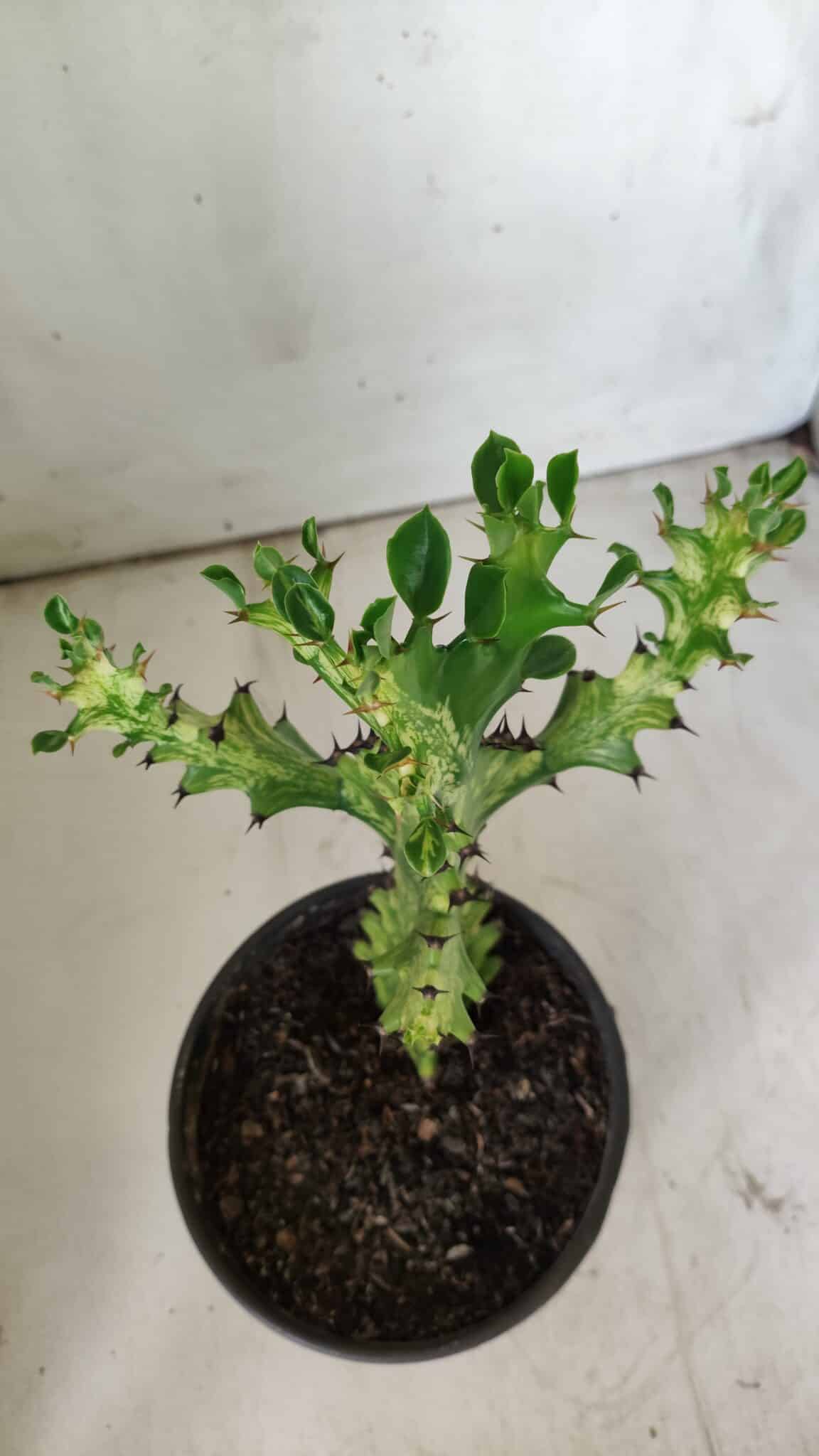 Euphorbia Trigona "Variegata" - Nº 11 - vaso 11 (24cm)
