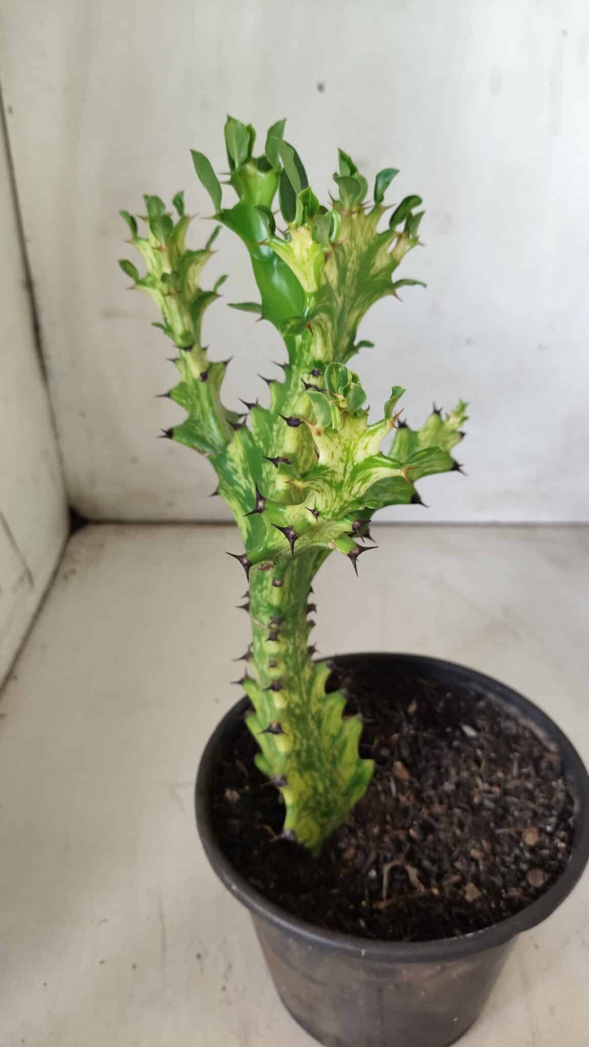 Euphorbia Trigona "Variegata" - Nº 11 - vaso 11 (24cm)