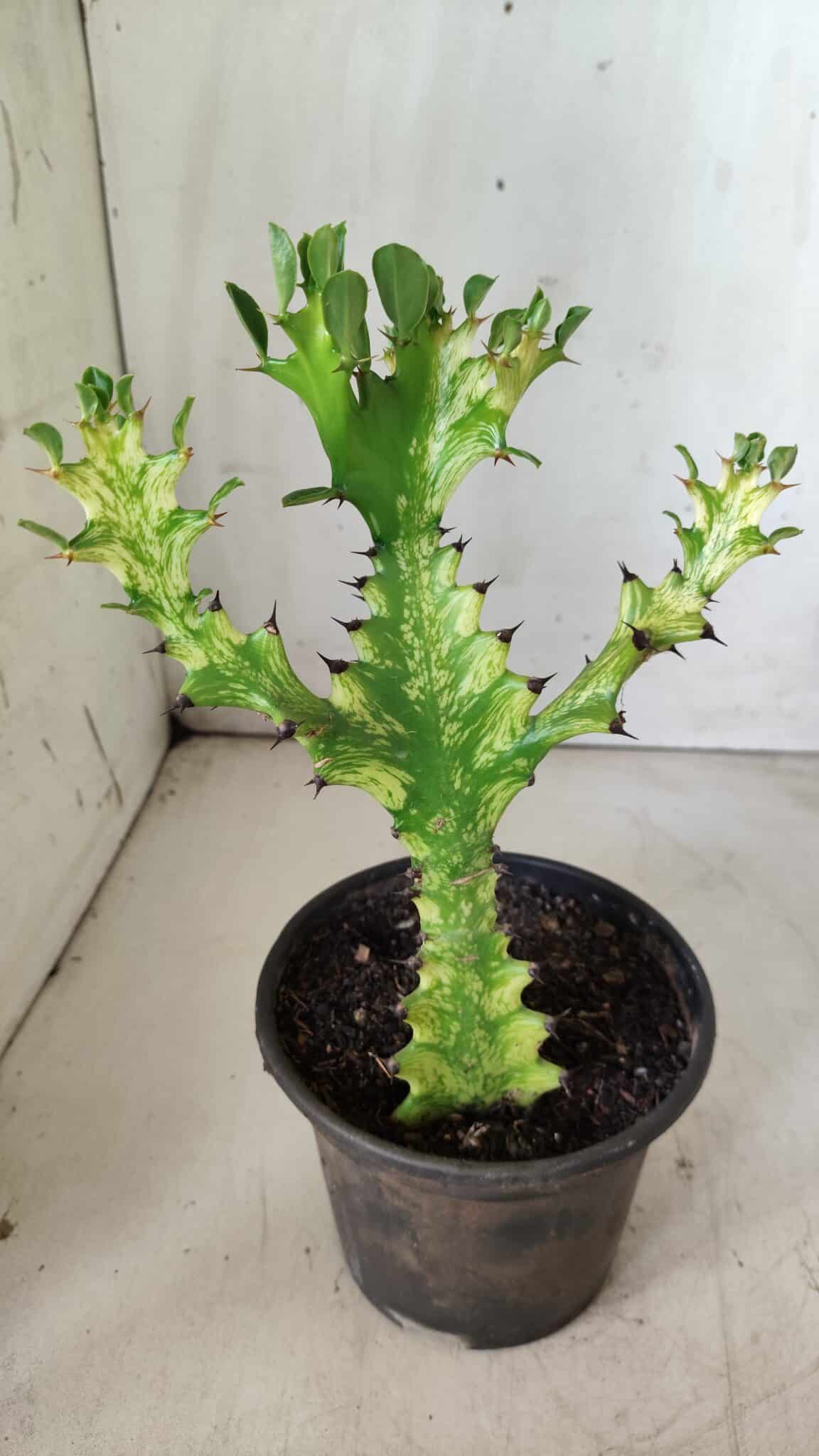 Euphorbia Trigona "Variegata" - Nº 11 - vaso 11 (24cm)